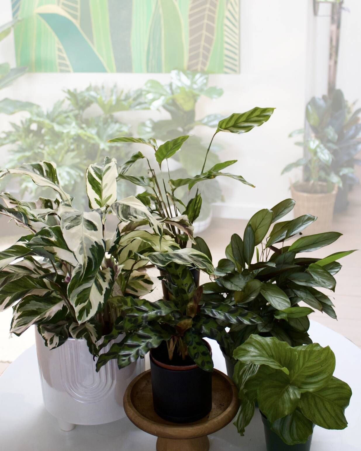 Calatheas