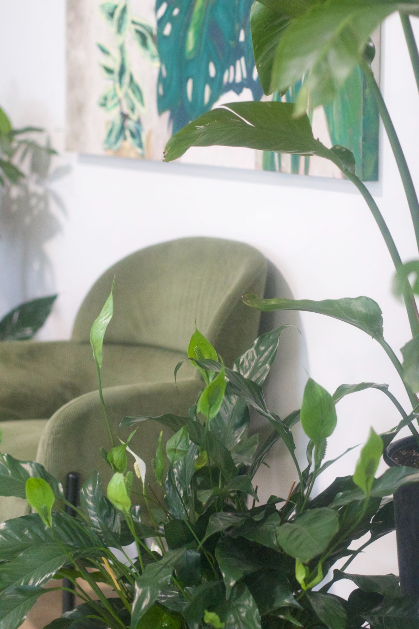 Peace lily with new green blooms in front of an olive velvet armchair and a painting of teal tropical leaves