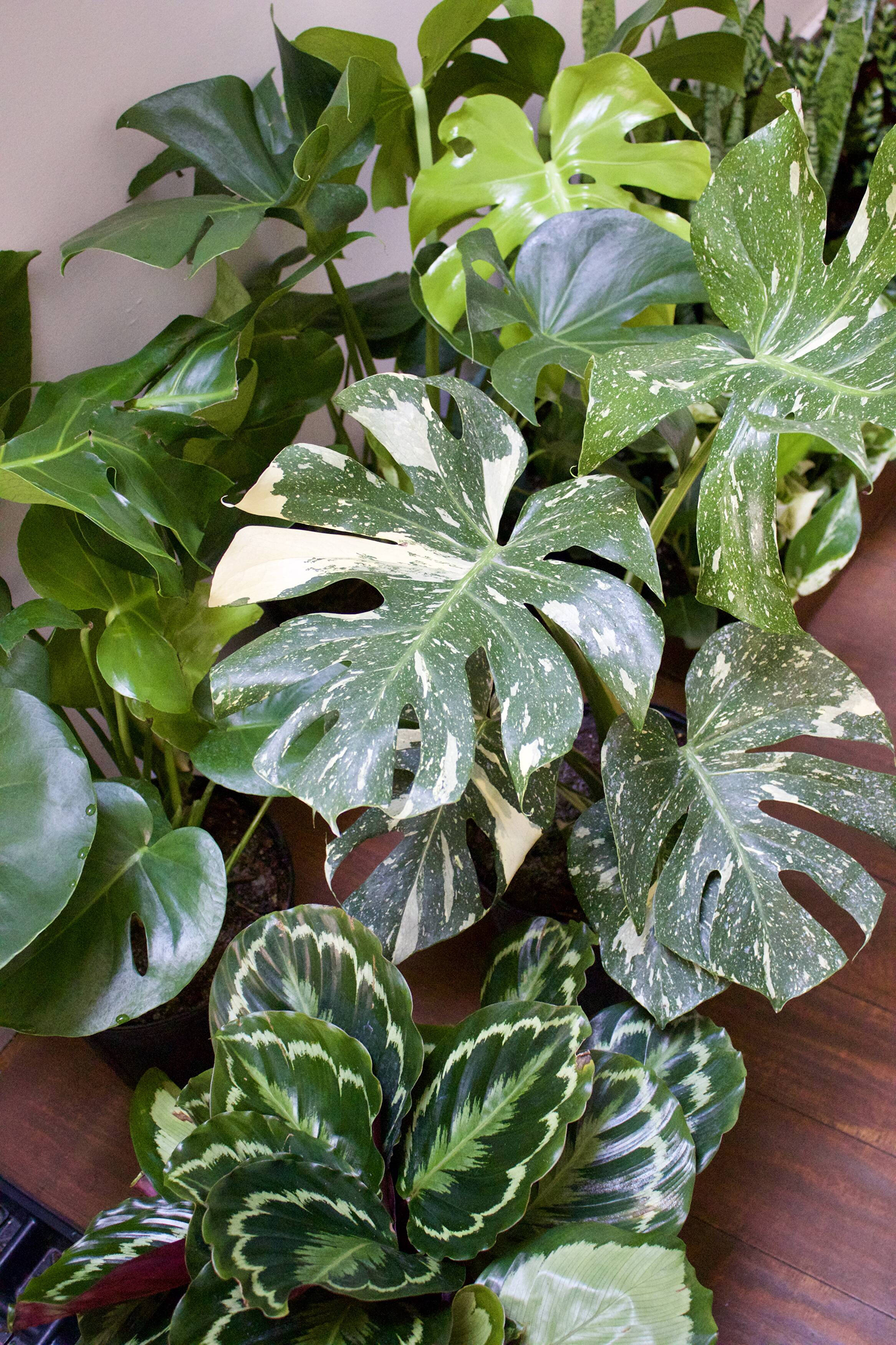 The Sunday Plant Ritual That Keeps Your Indoor Garden Thriving