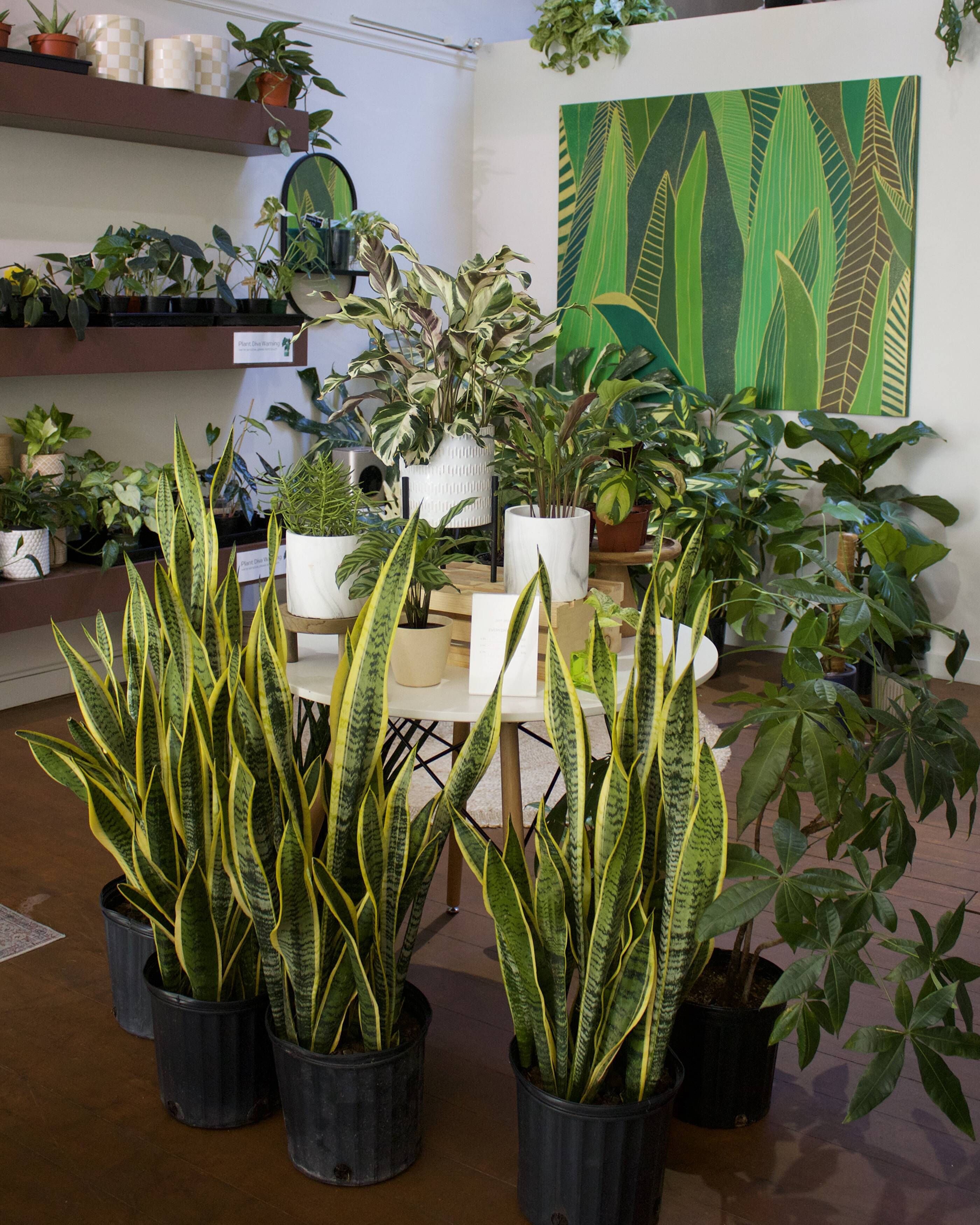Ultimate Houseplant Lighting Guide