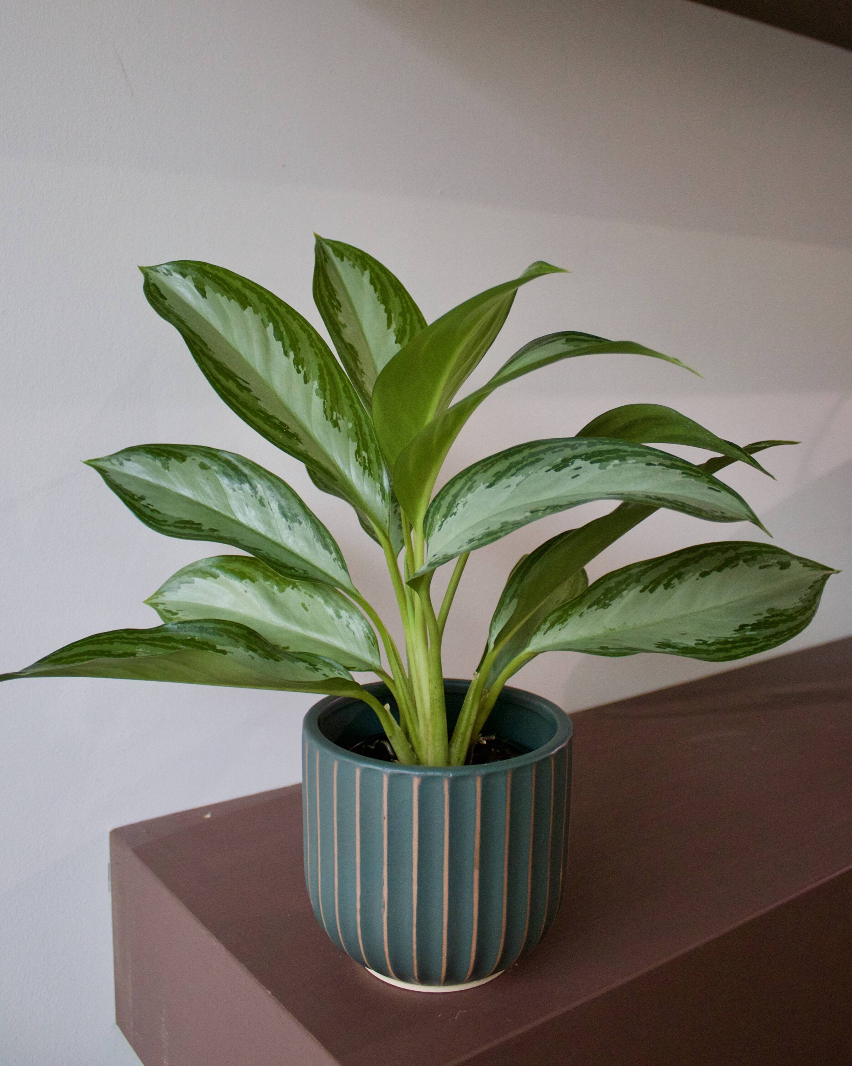 Caring for Your Aglaonemas