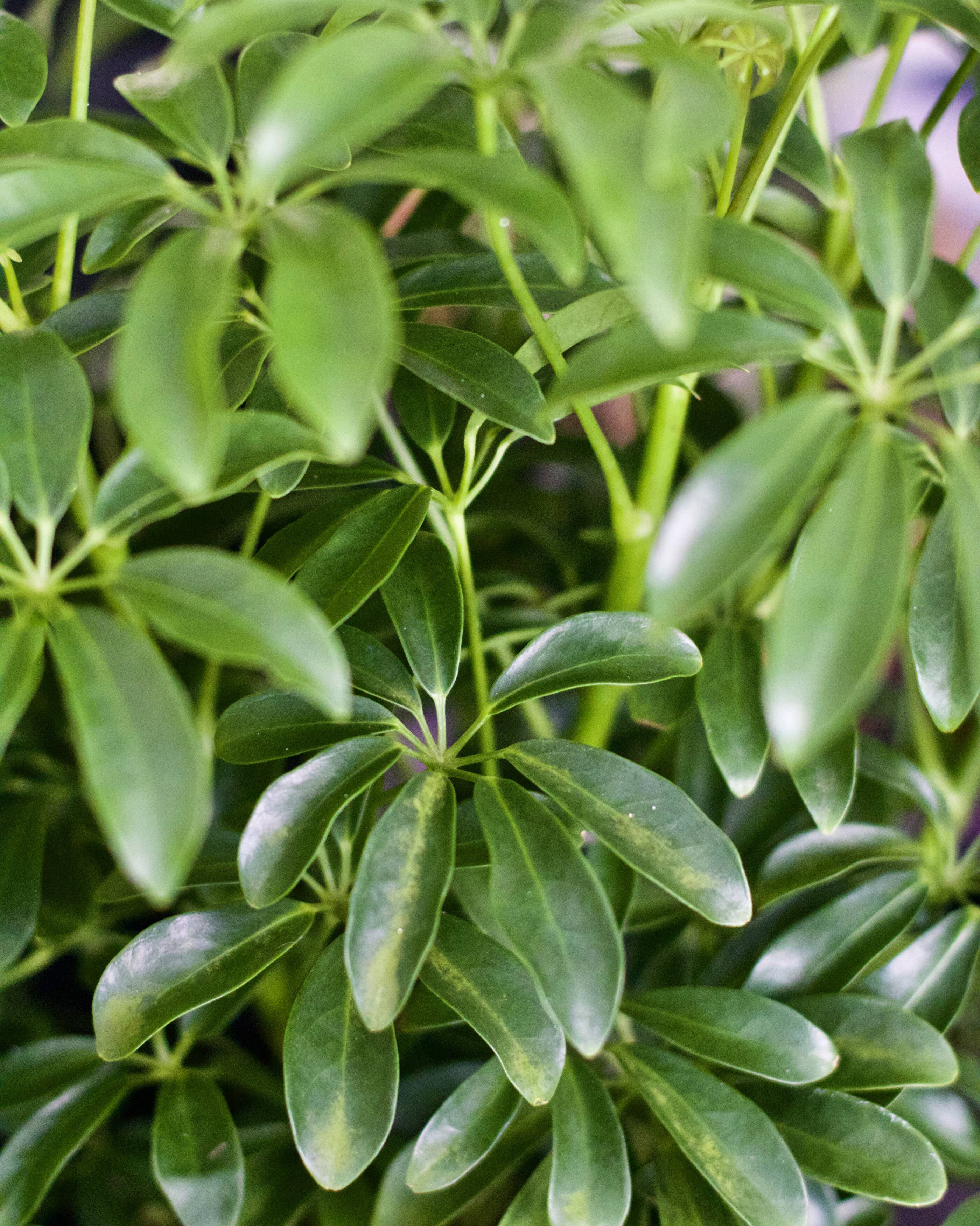 Caring for Your Scheffleras