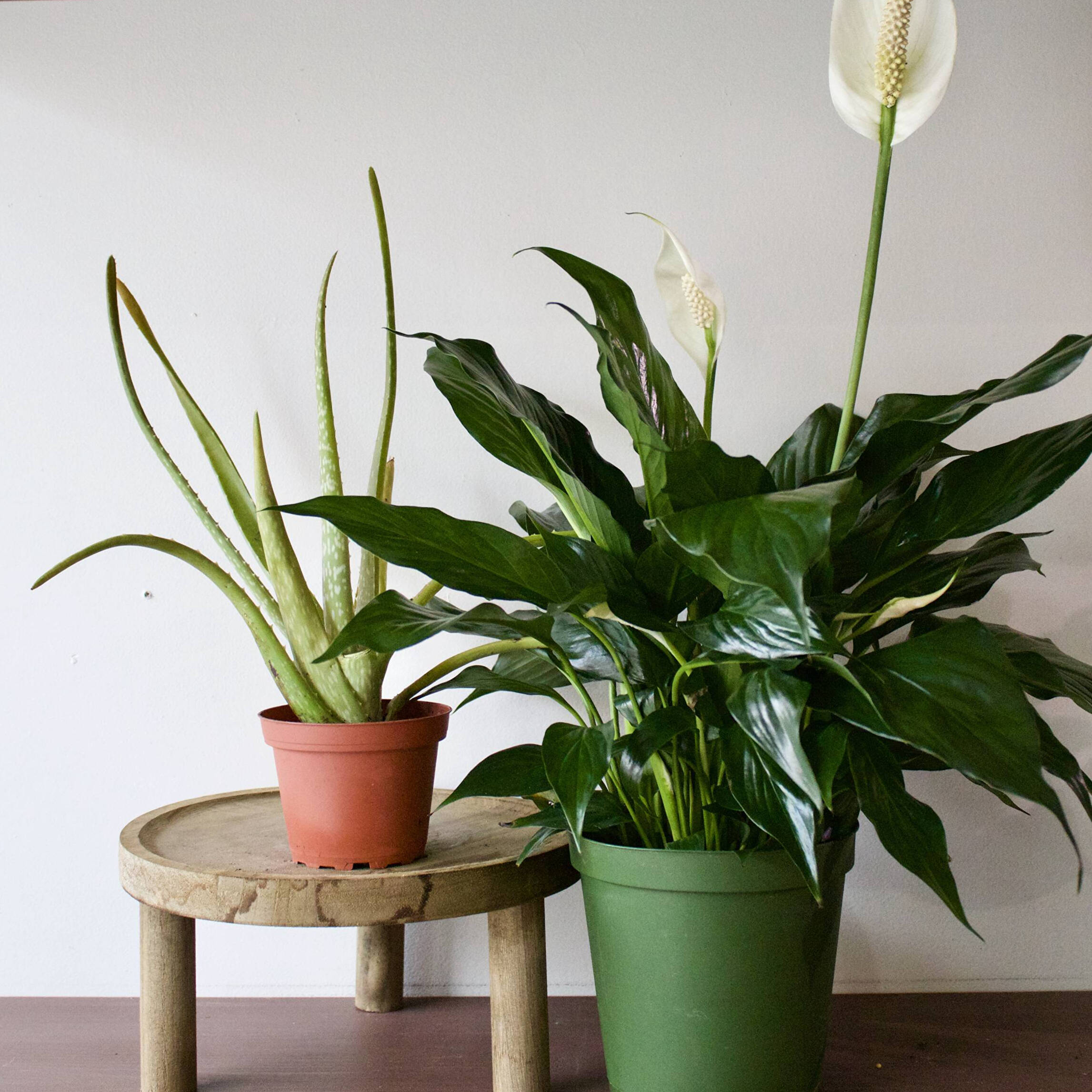 Best Houseplant Gifts for Mother's Day