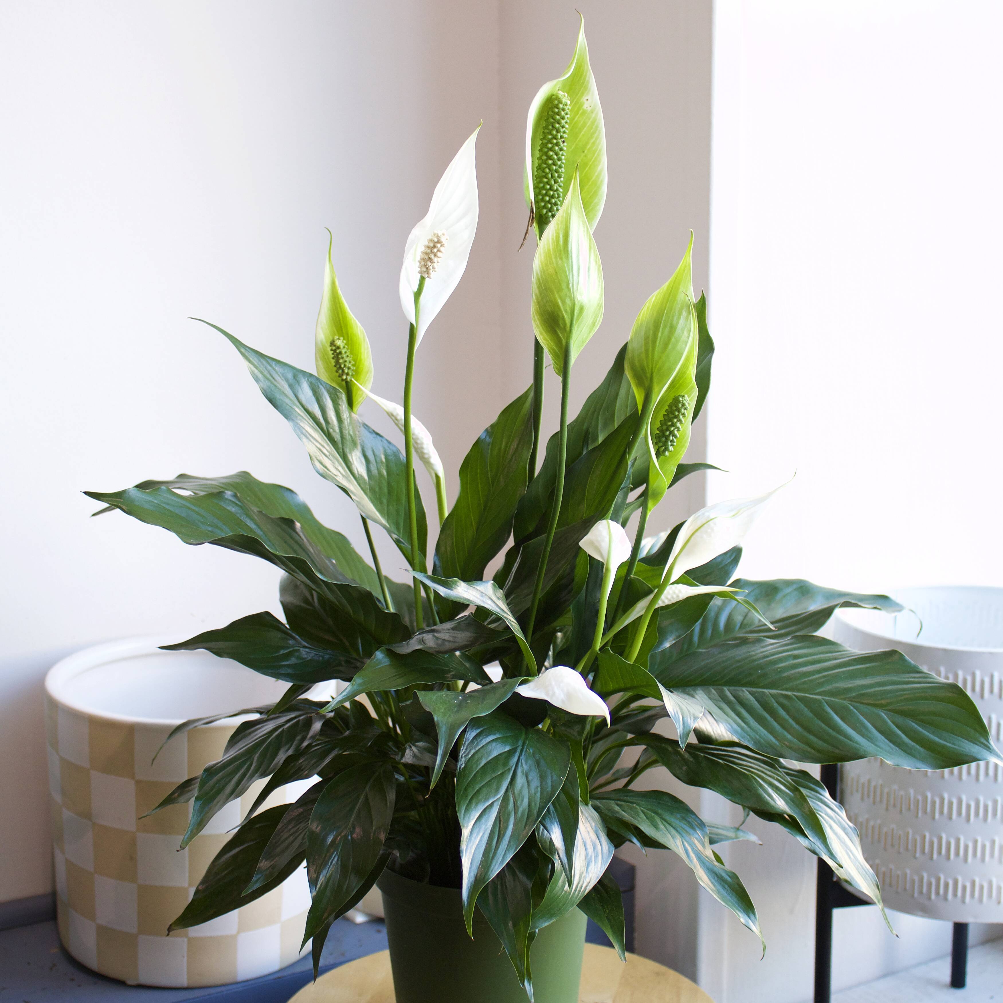 Caring for Your Peace Lilies