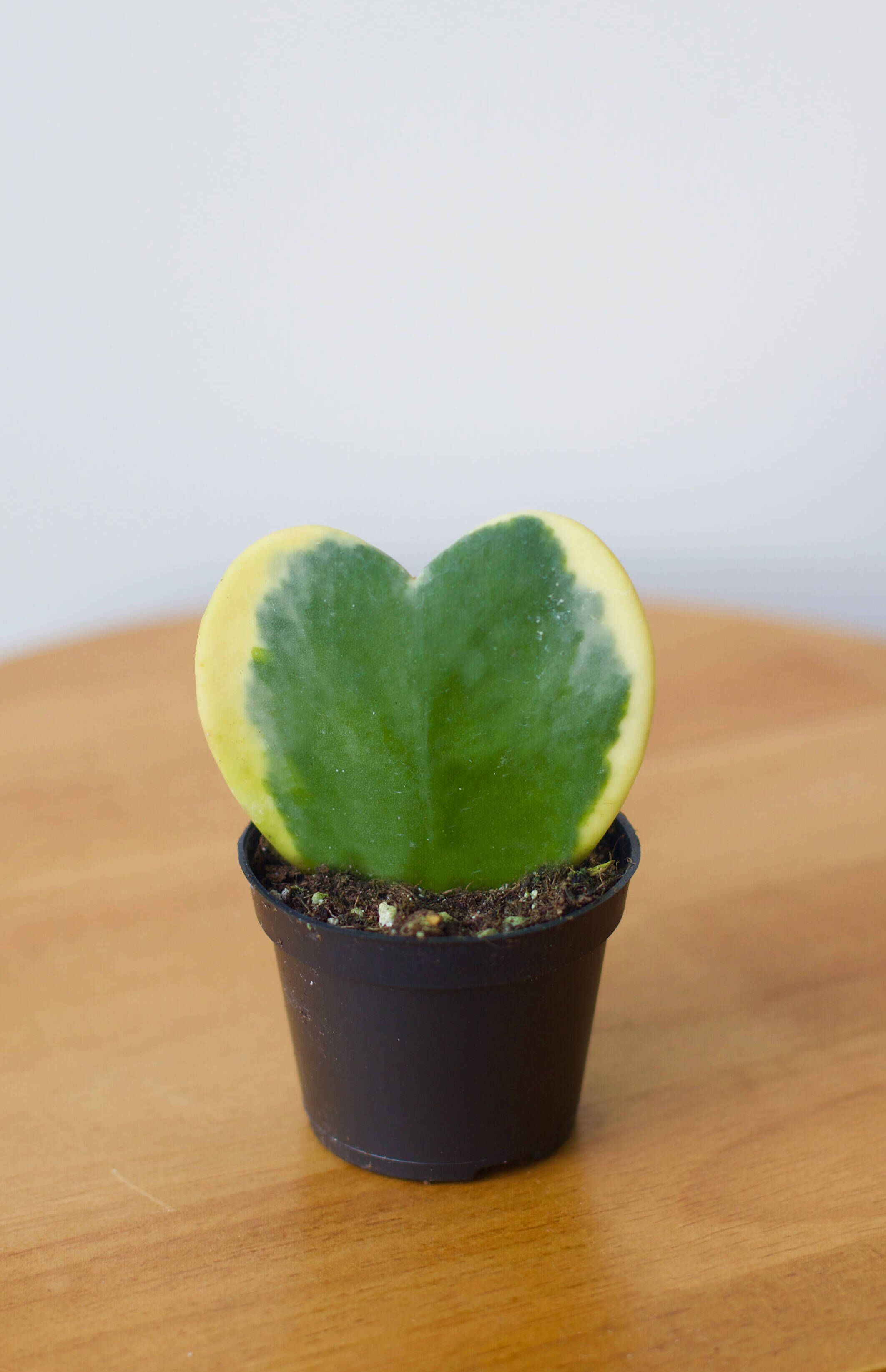 5 Love Languages for Plant Parents