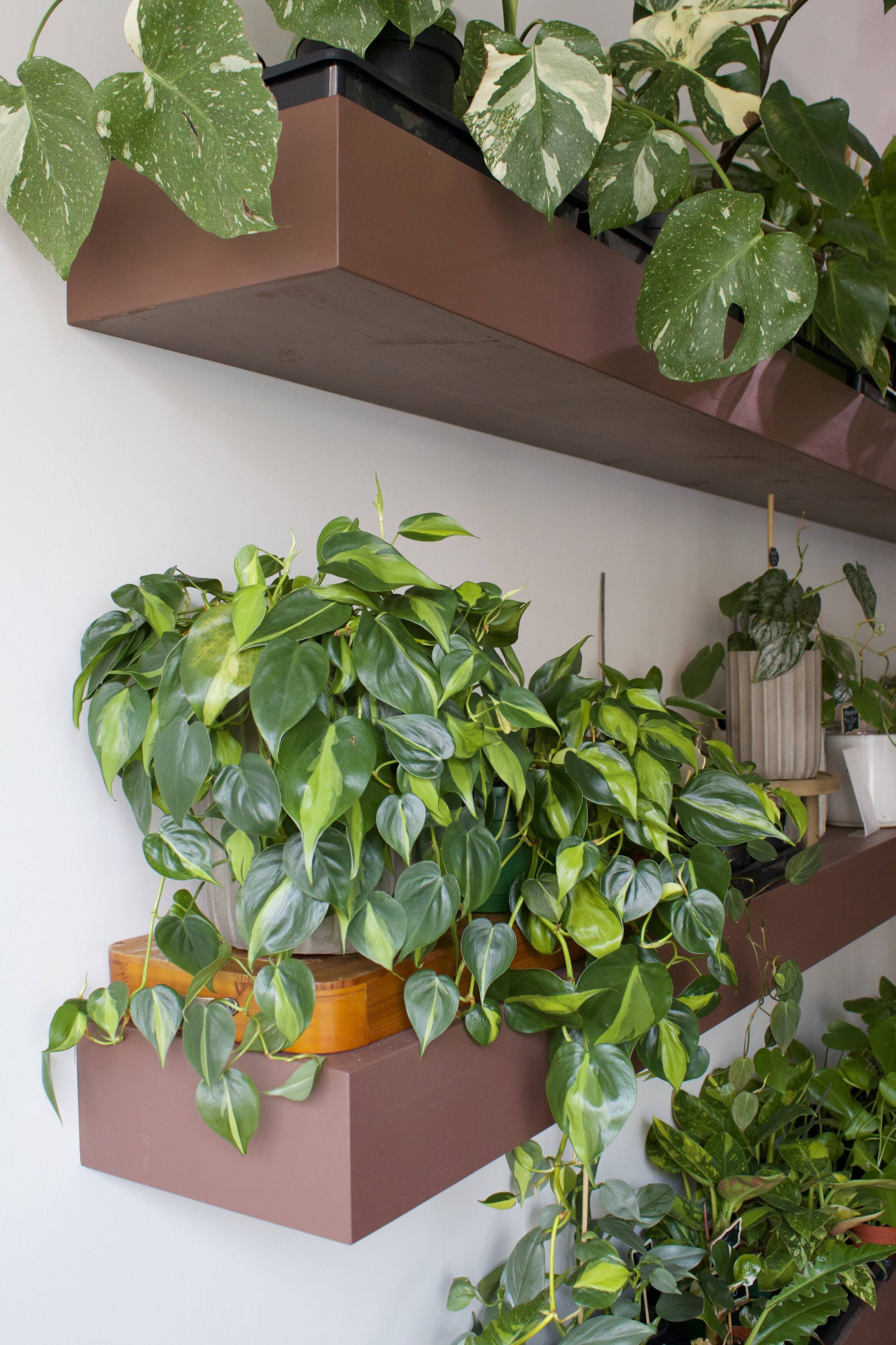 Preparing for Spring Growth