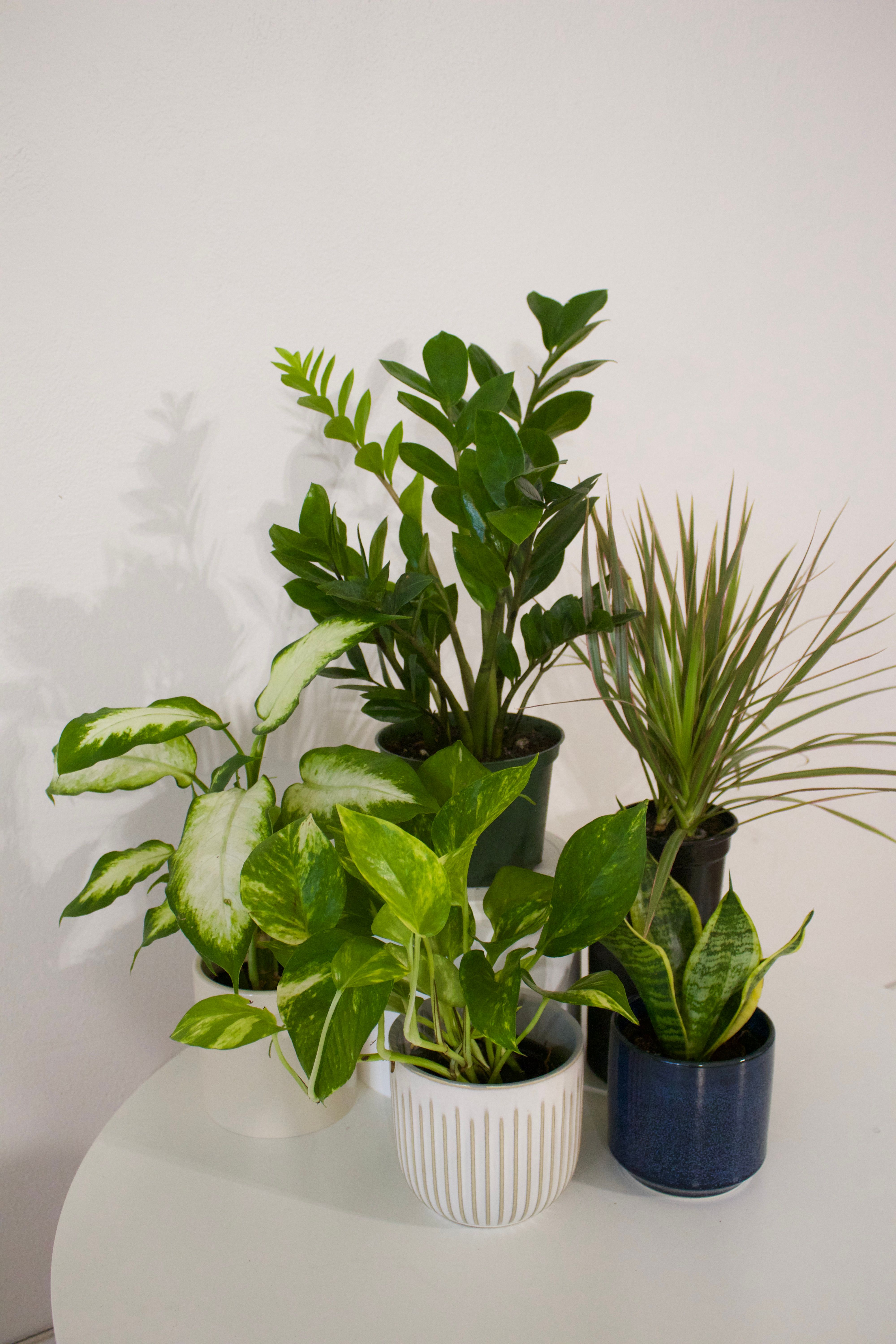 5 Low Light Houseplant Picks