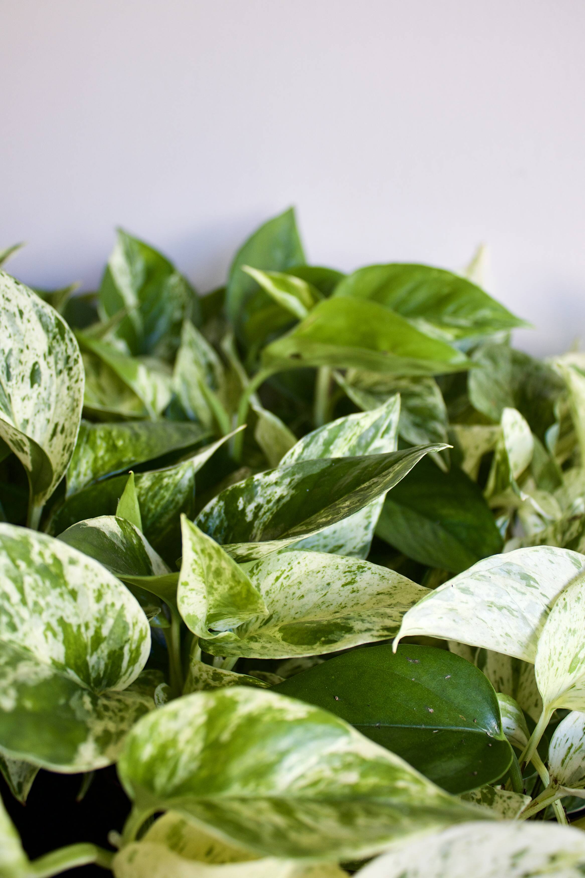 Spring Plant Maintenance Checklist