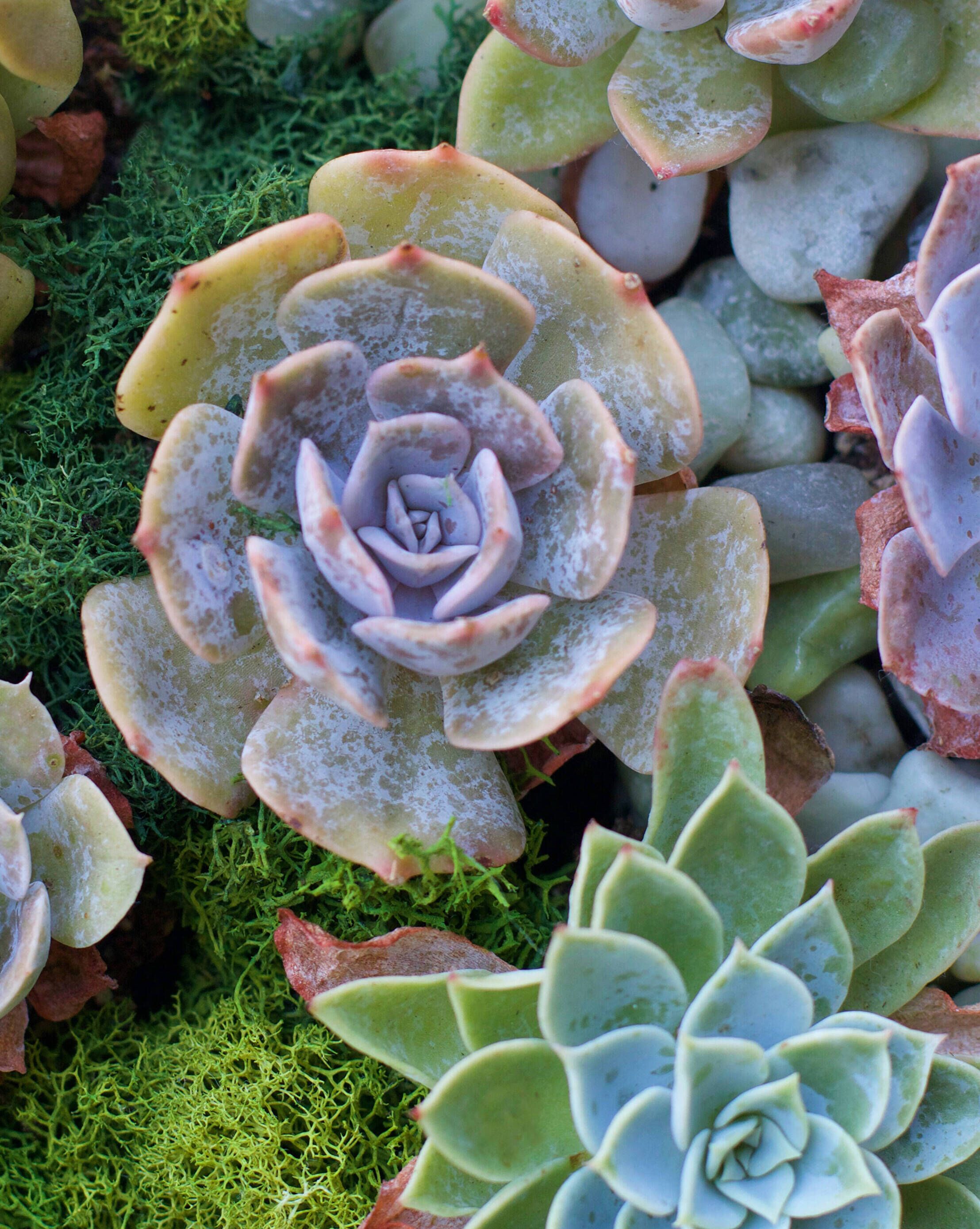 Caring for Your Succulents