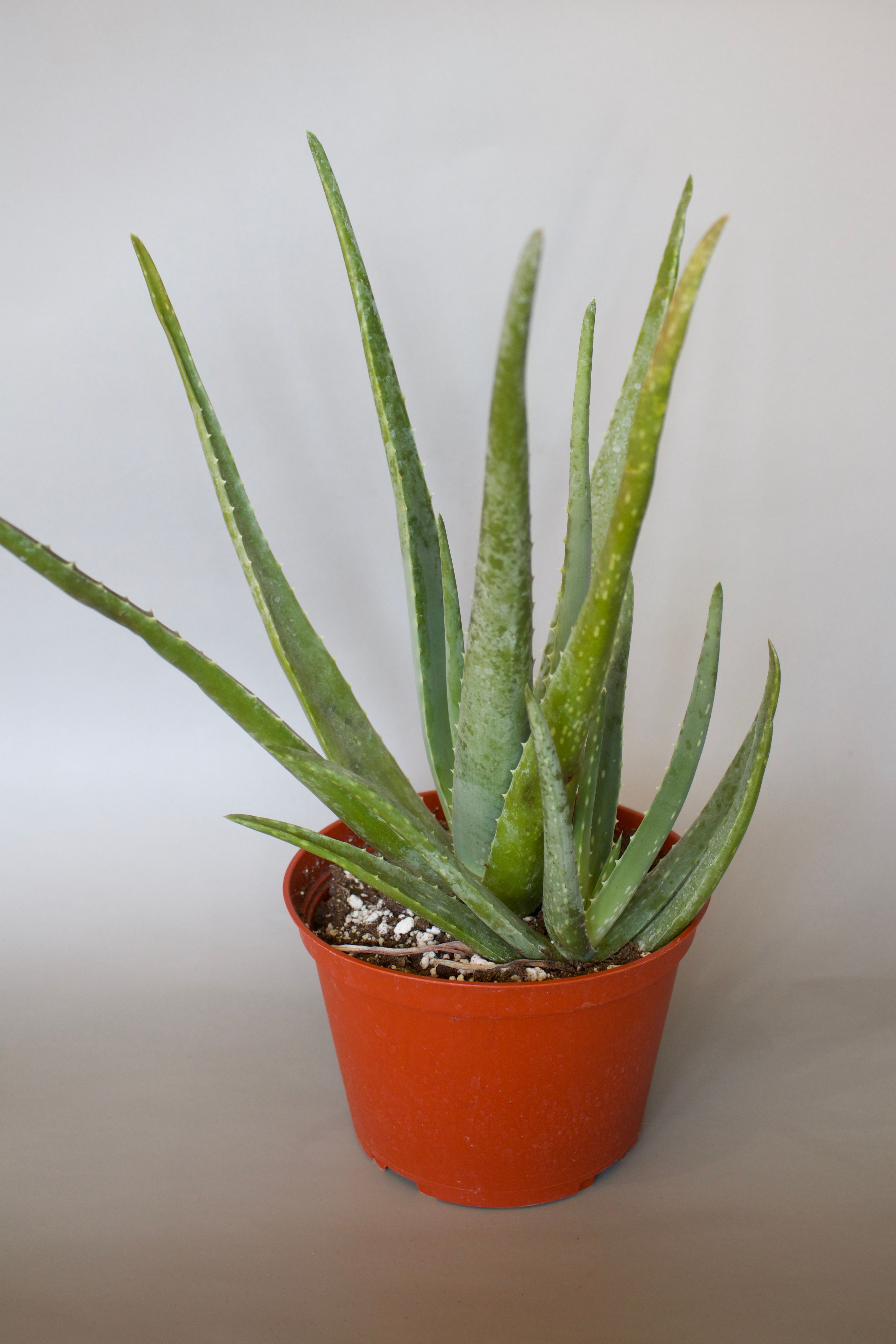 Caring for Your Agaves & Aloes