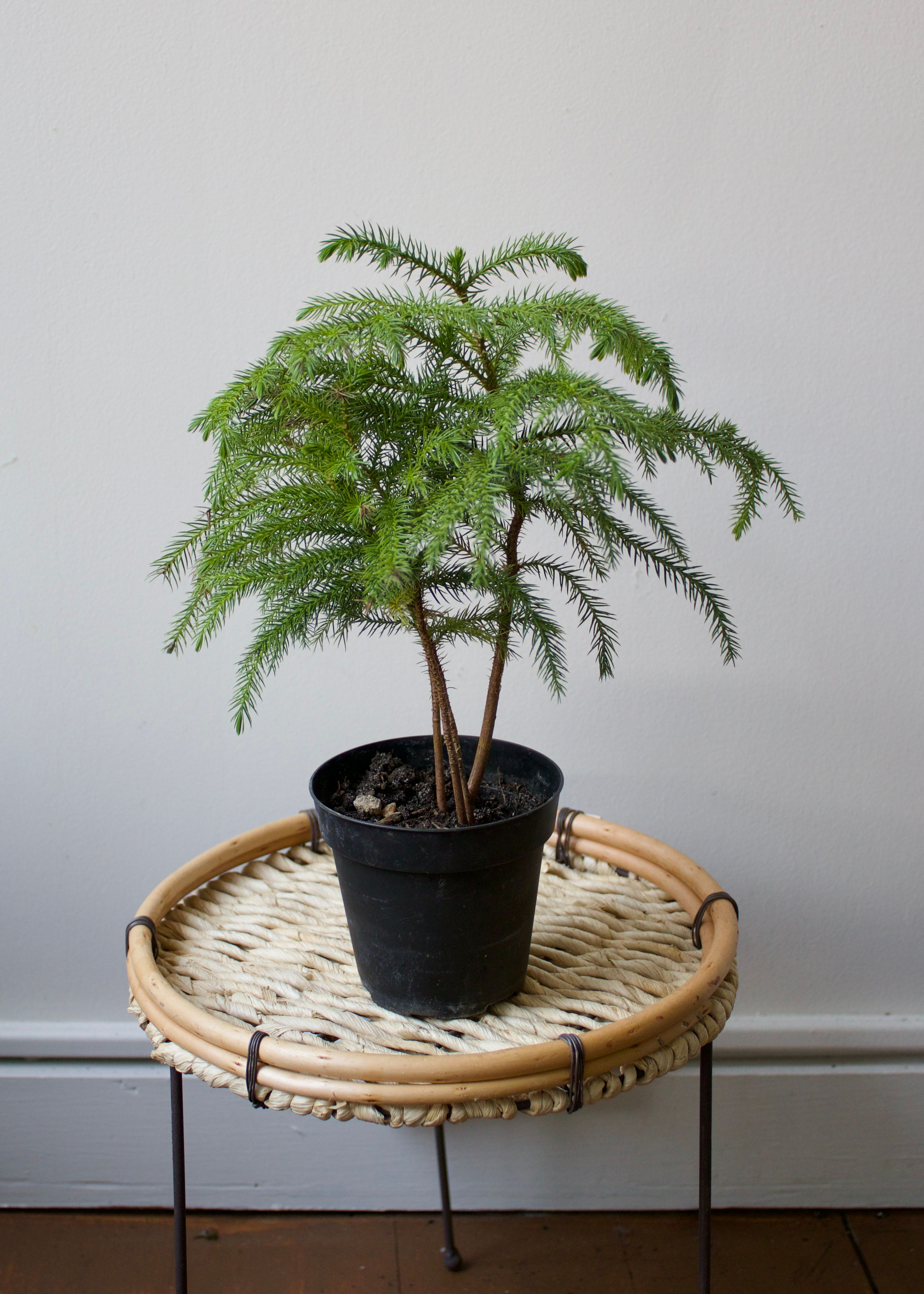 Caring for Your Norfolk Island Pines