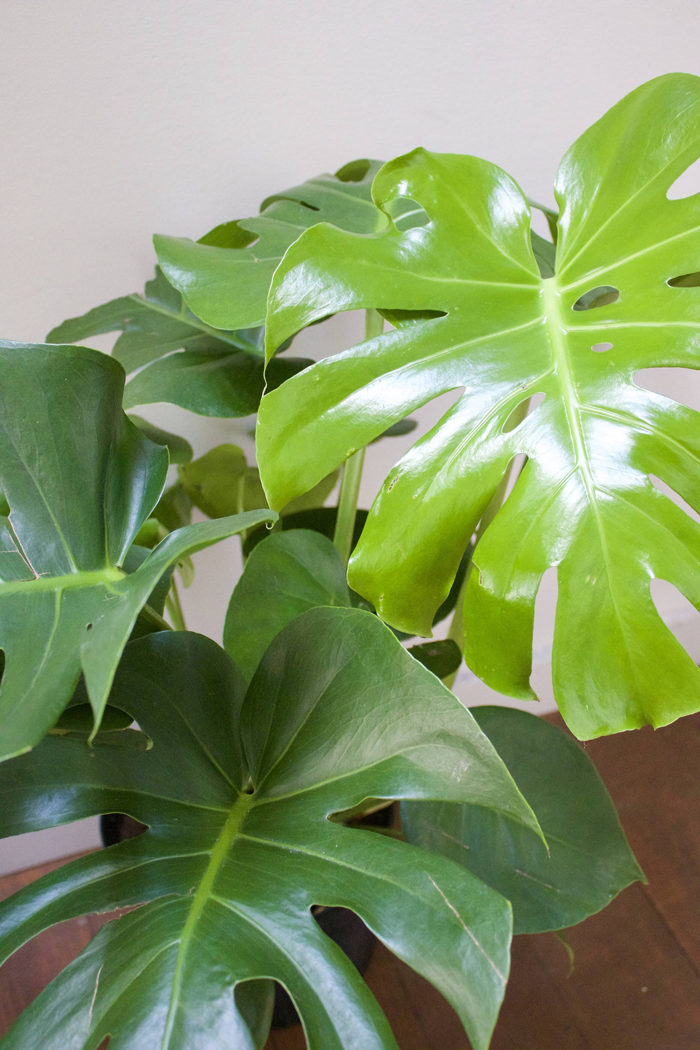 How to Propagate Monstera Deliciosa