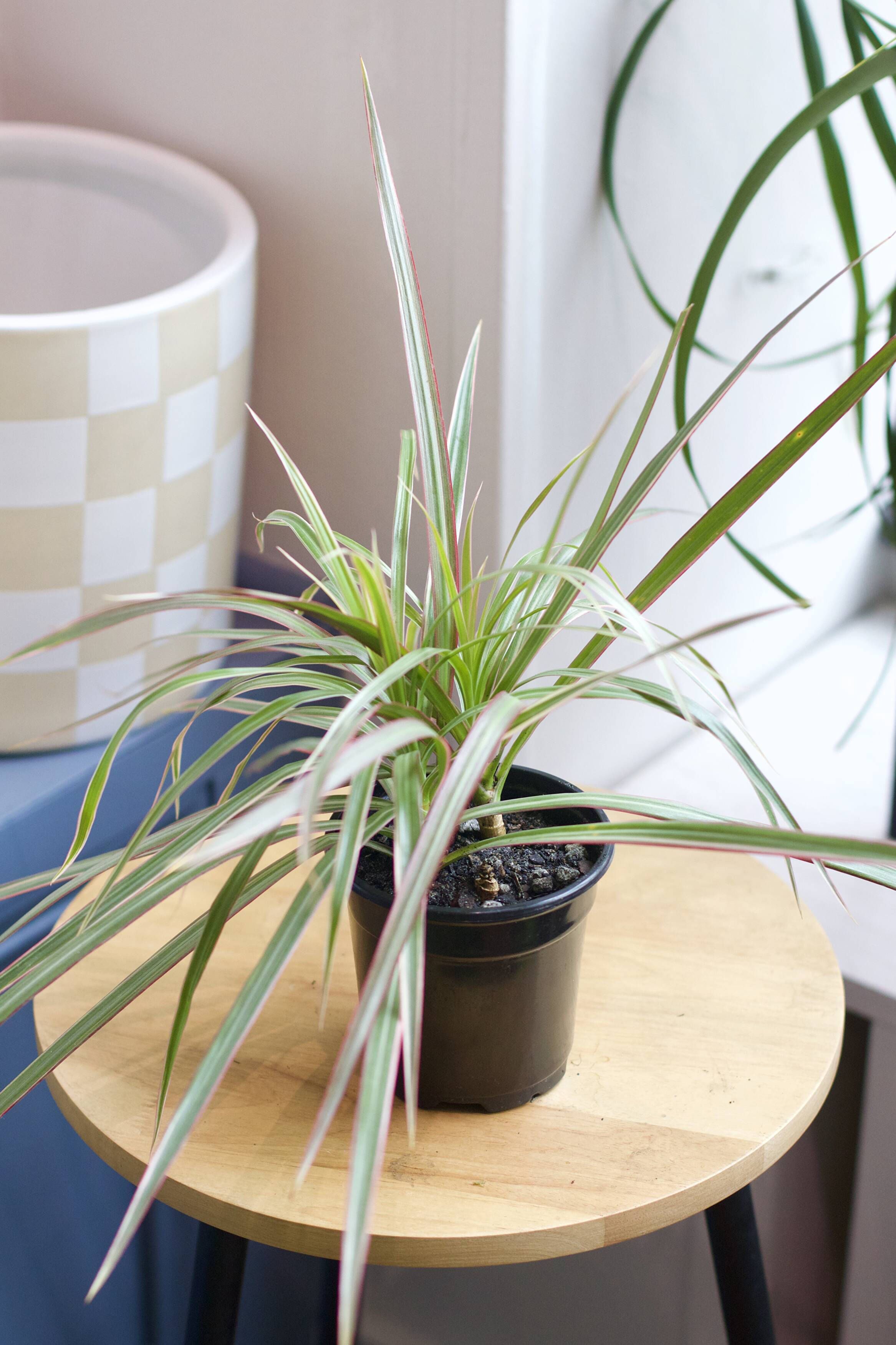 Caring for Your Dracaenas