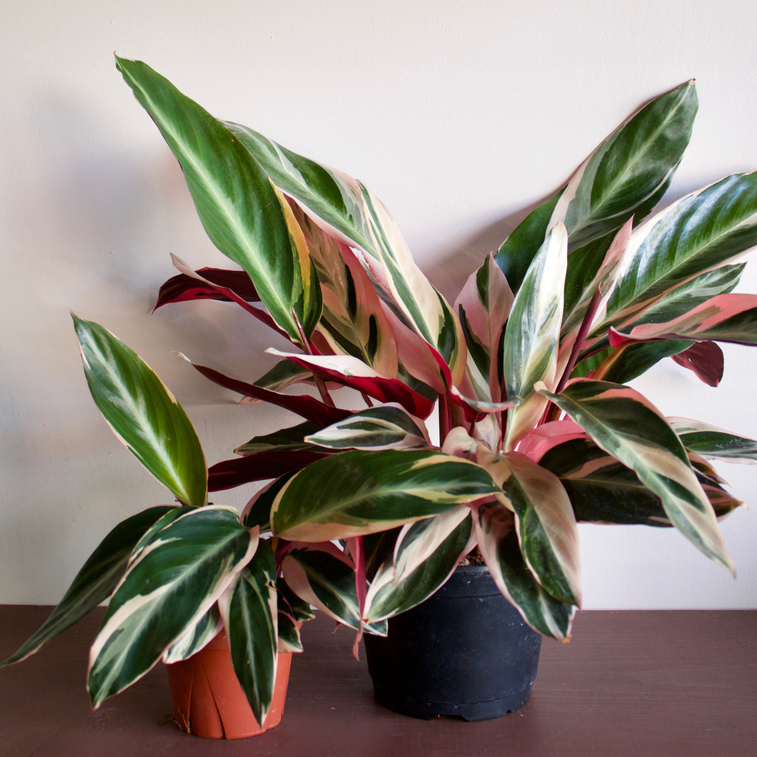 Caring for Your Stromanthes