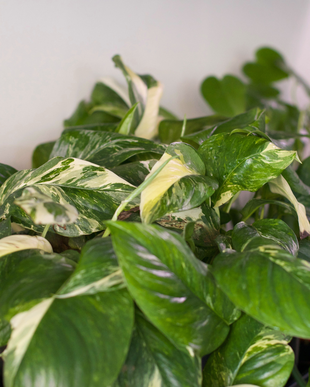 The Monstera Albo: Is It Actually Worth the Price?