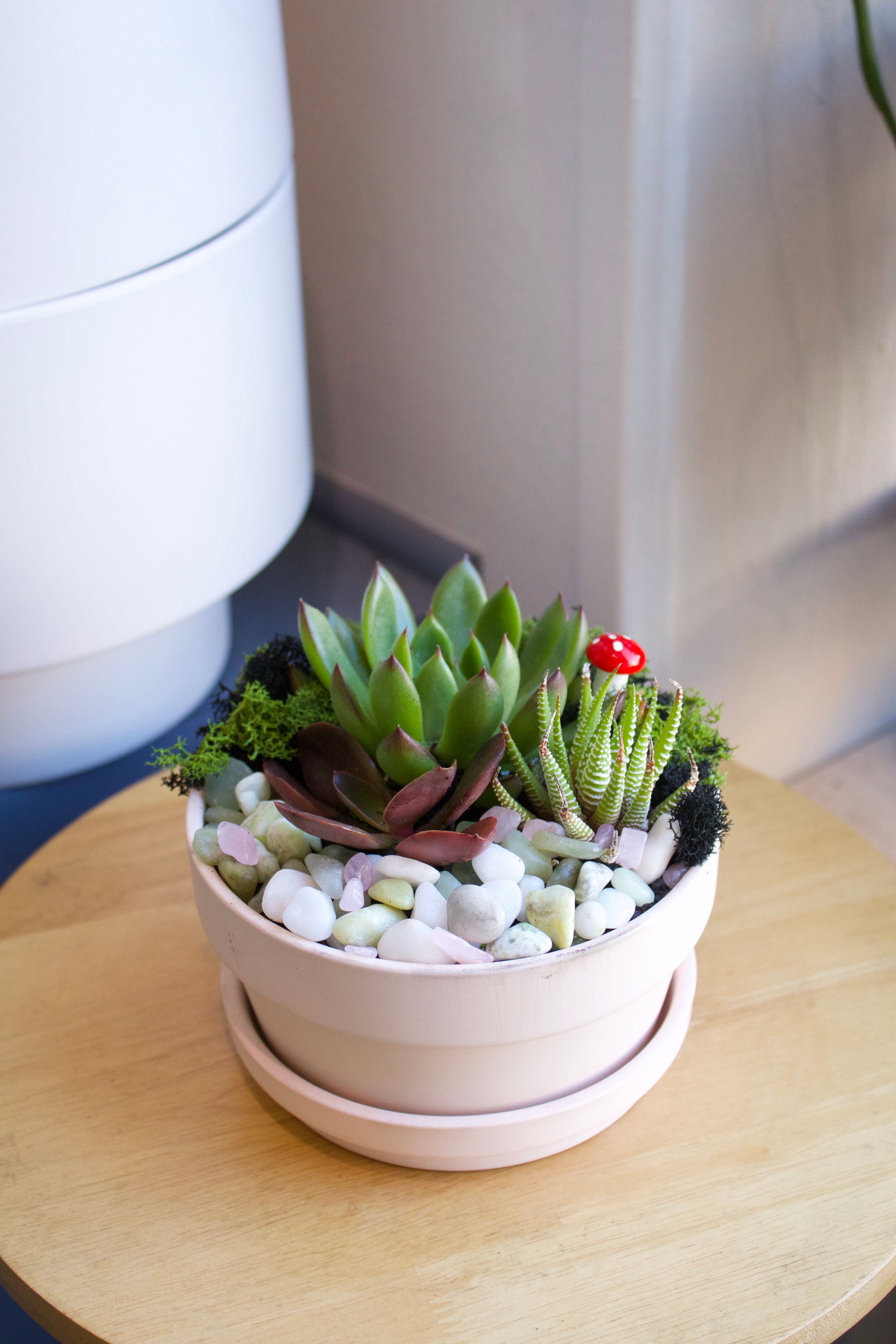 How to Style a Patio With Tropical Succulents This Summer