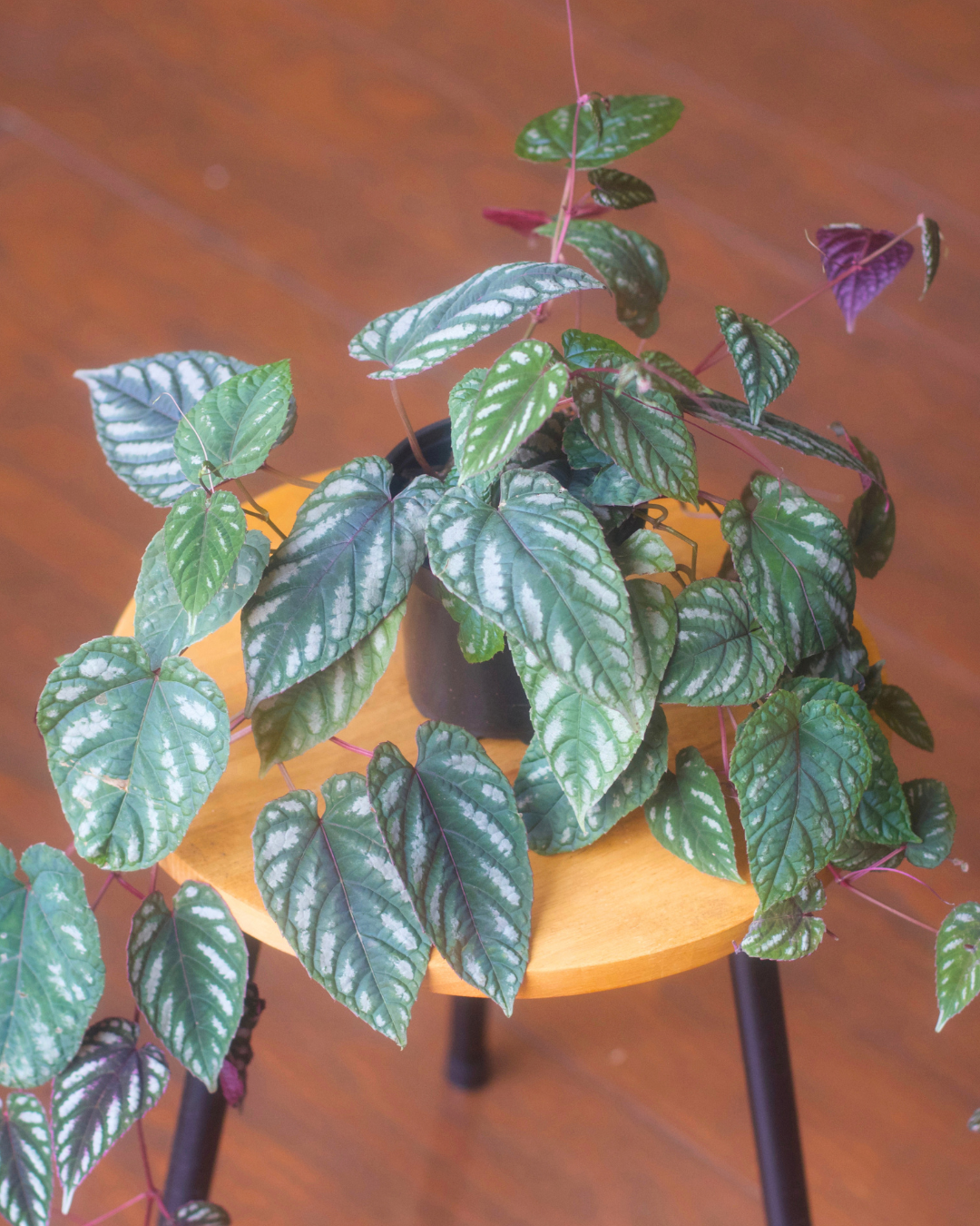Moody Houseplants for the Fall Season
