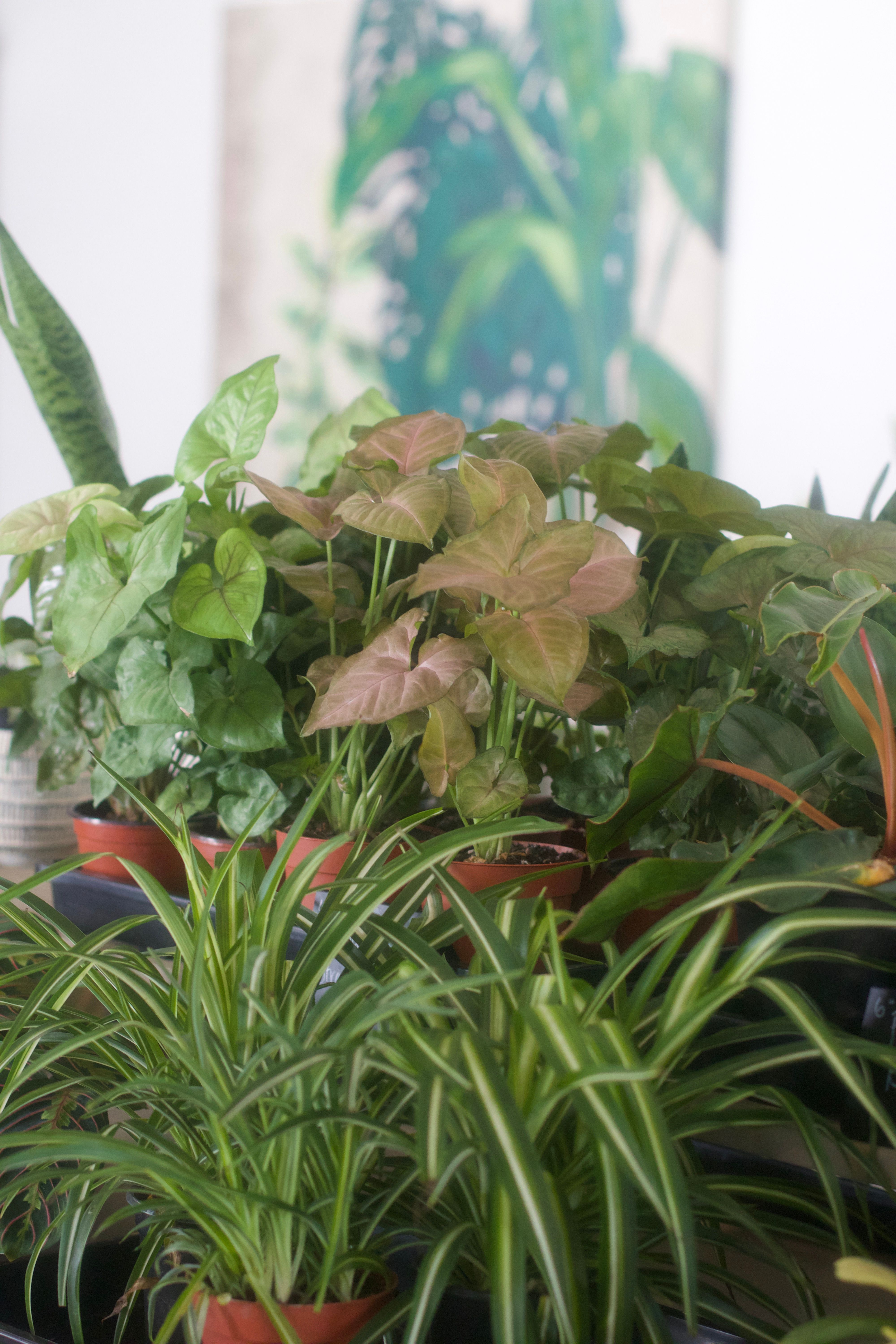 Bottom Watering: When It Helps and When It Actually Hurts