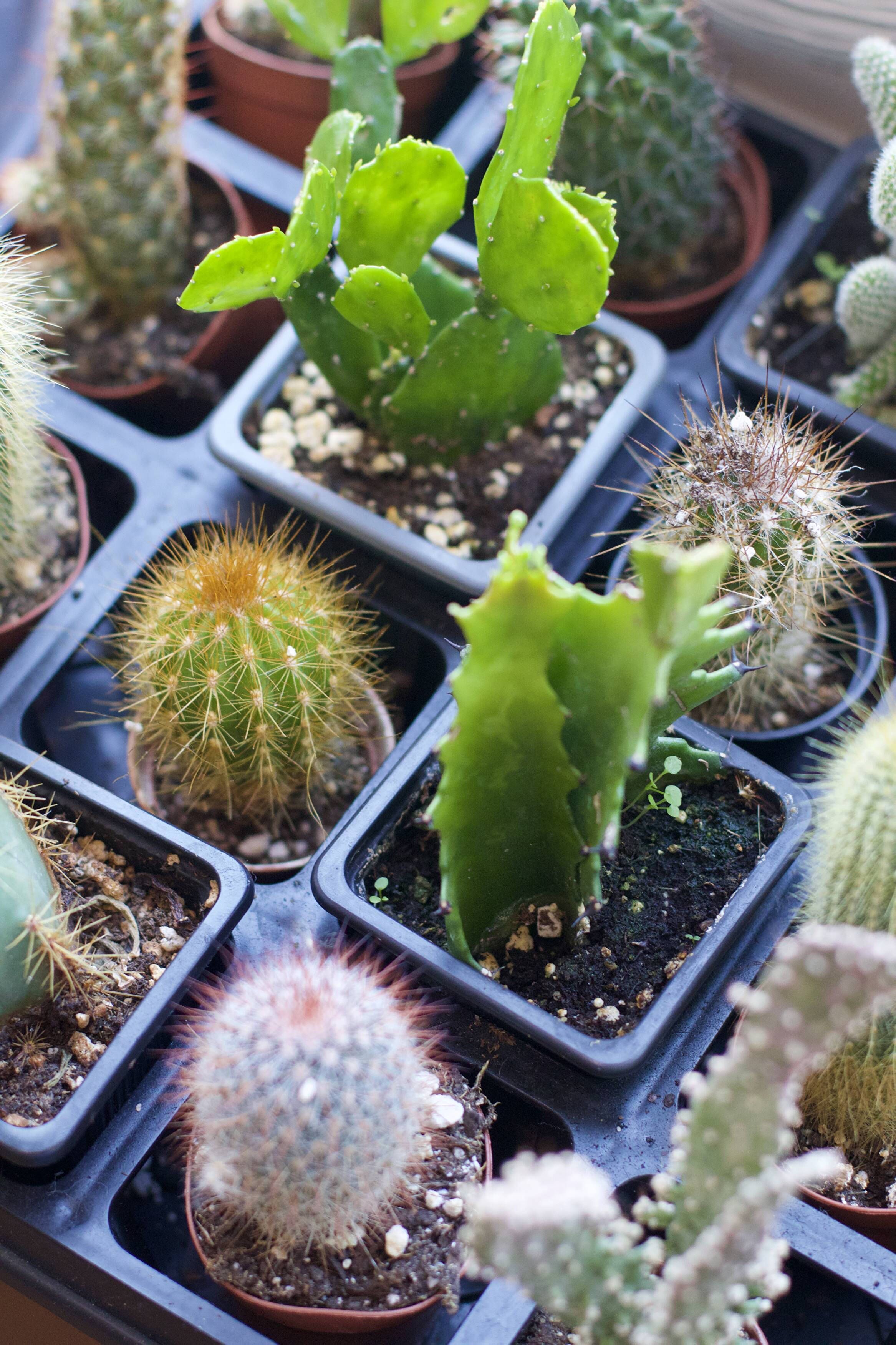 How to Audit Your Plant Collection