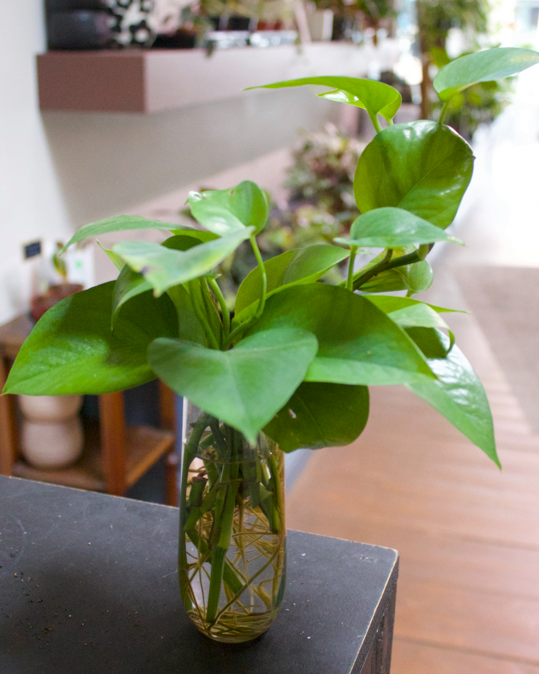 From Water to Soil: Potting Up Propagations Without Killing Them