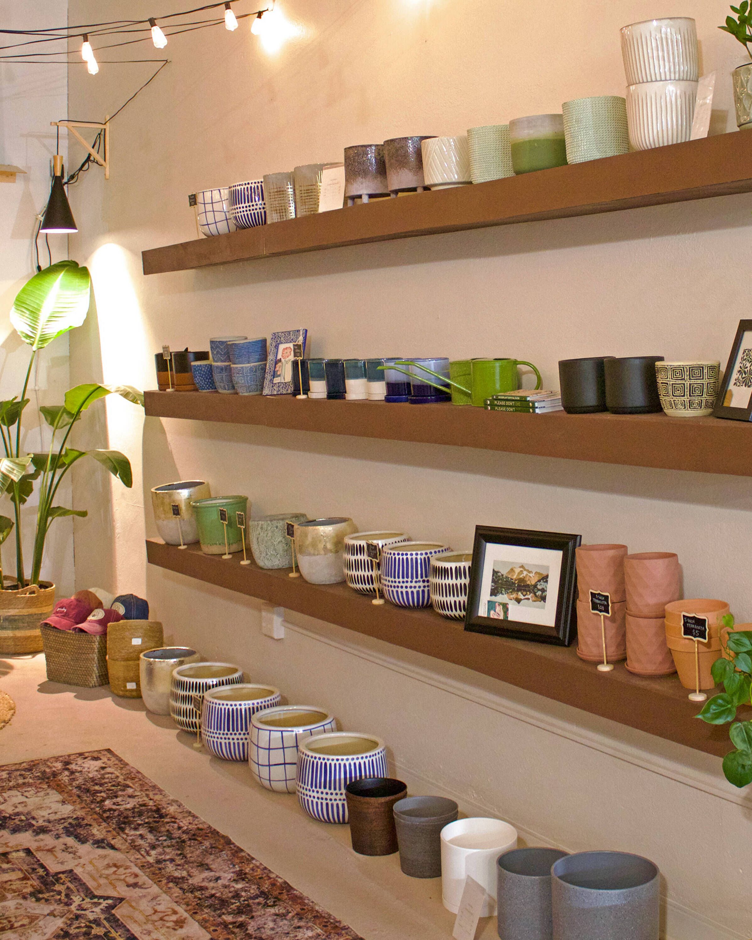 Choosing the Right Pot for Your Plants