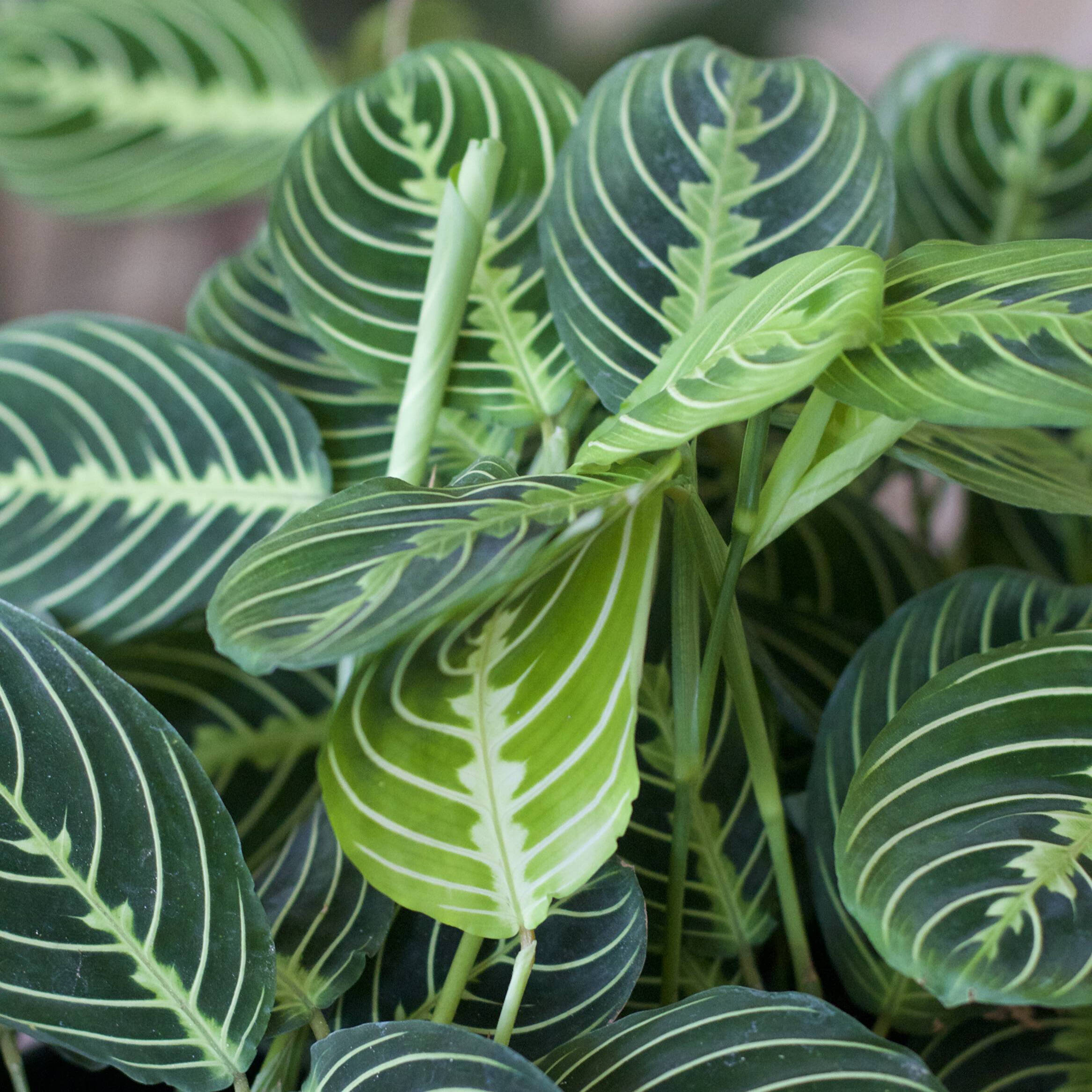 Caring for Your Marantas