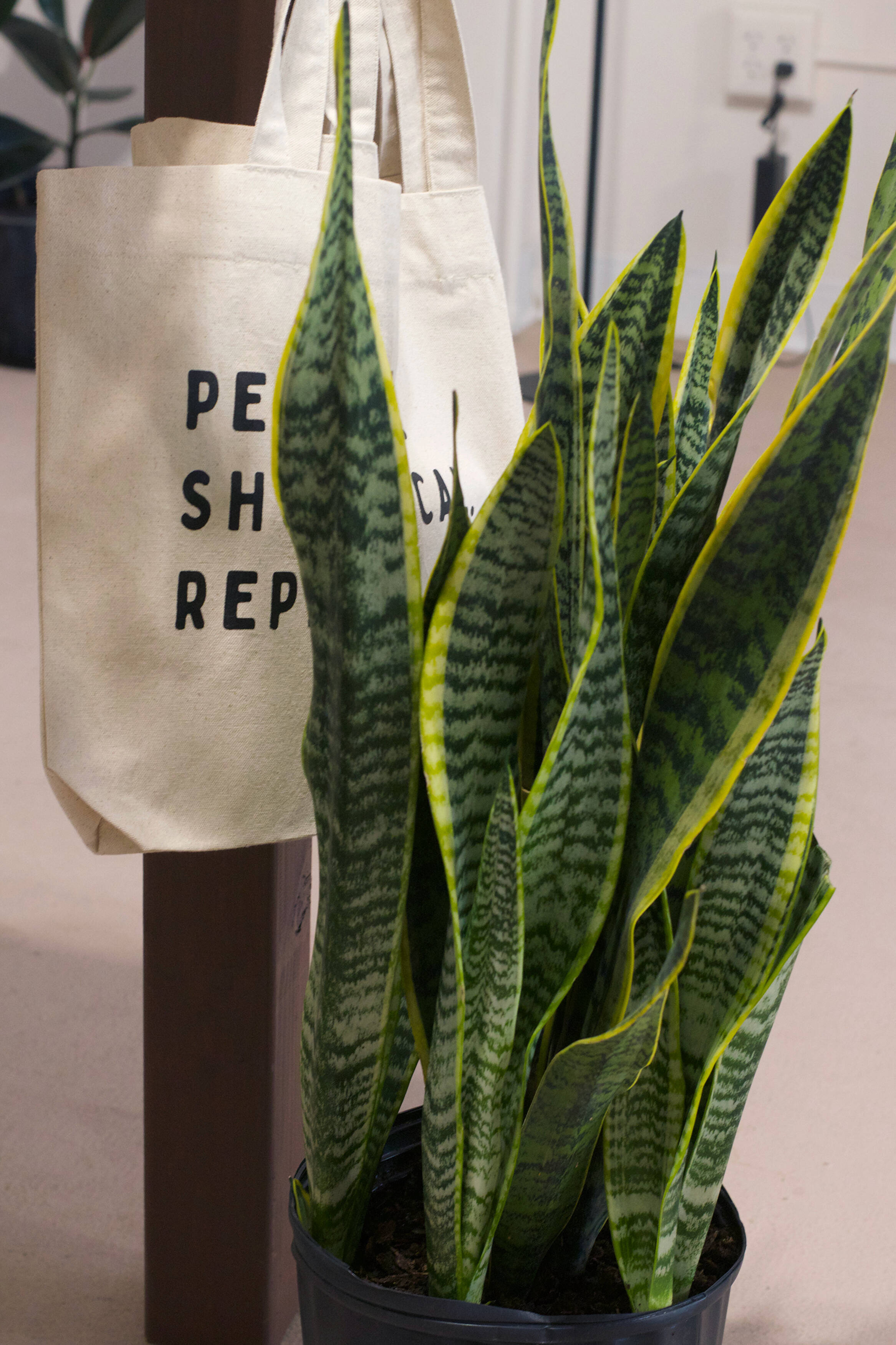 Guide to Propagating Snake Plants