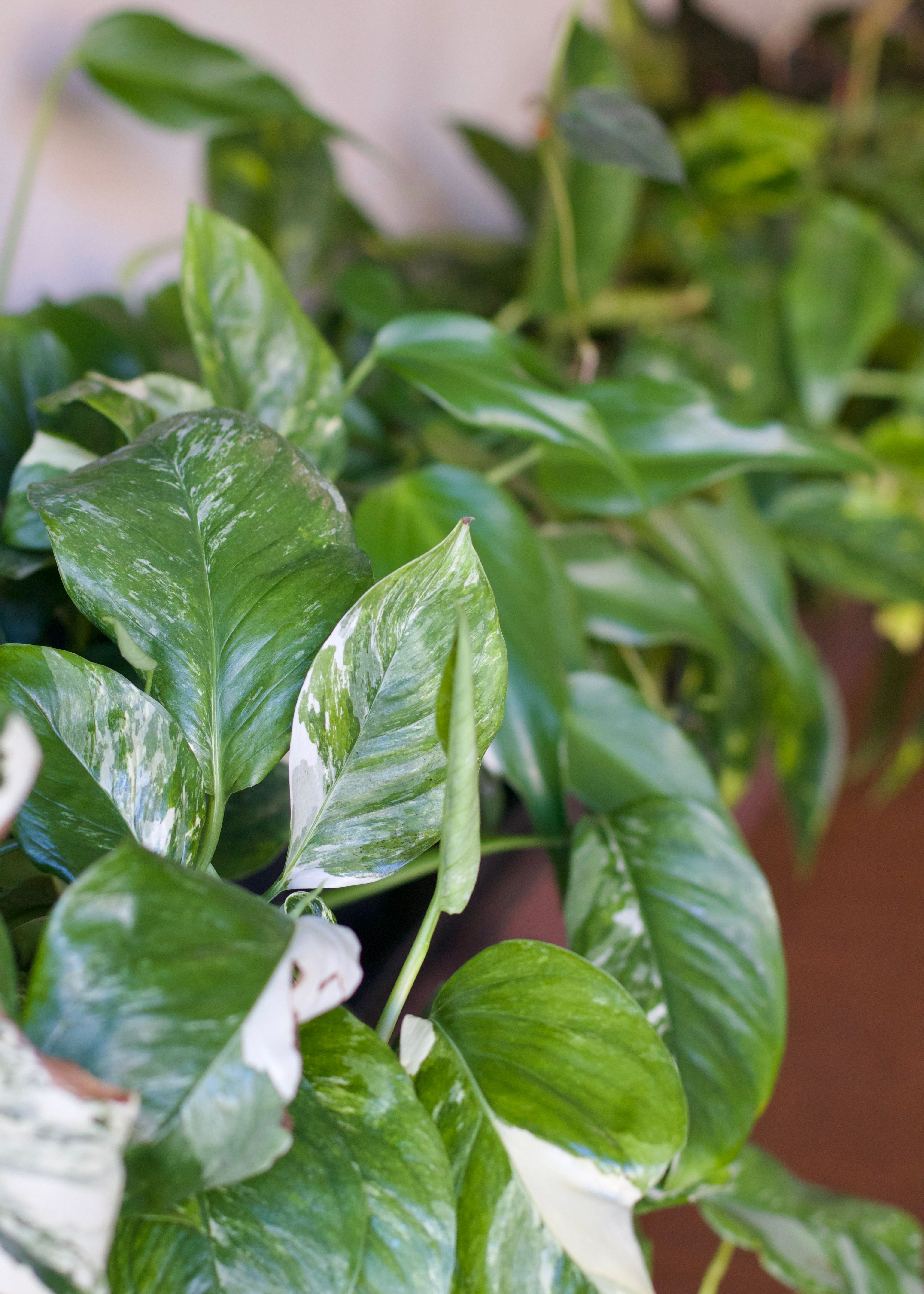 Plant Terms Every Beginner Should Know