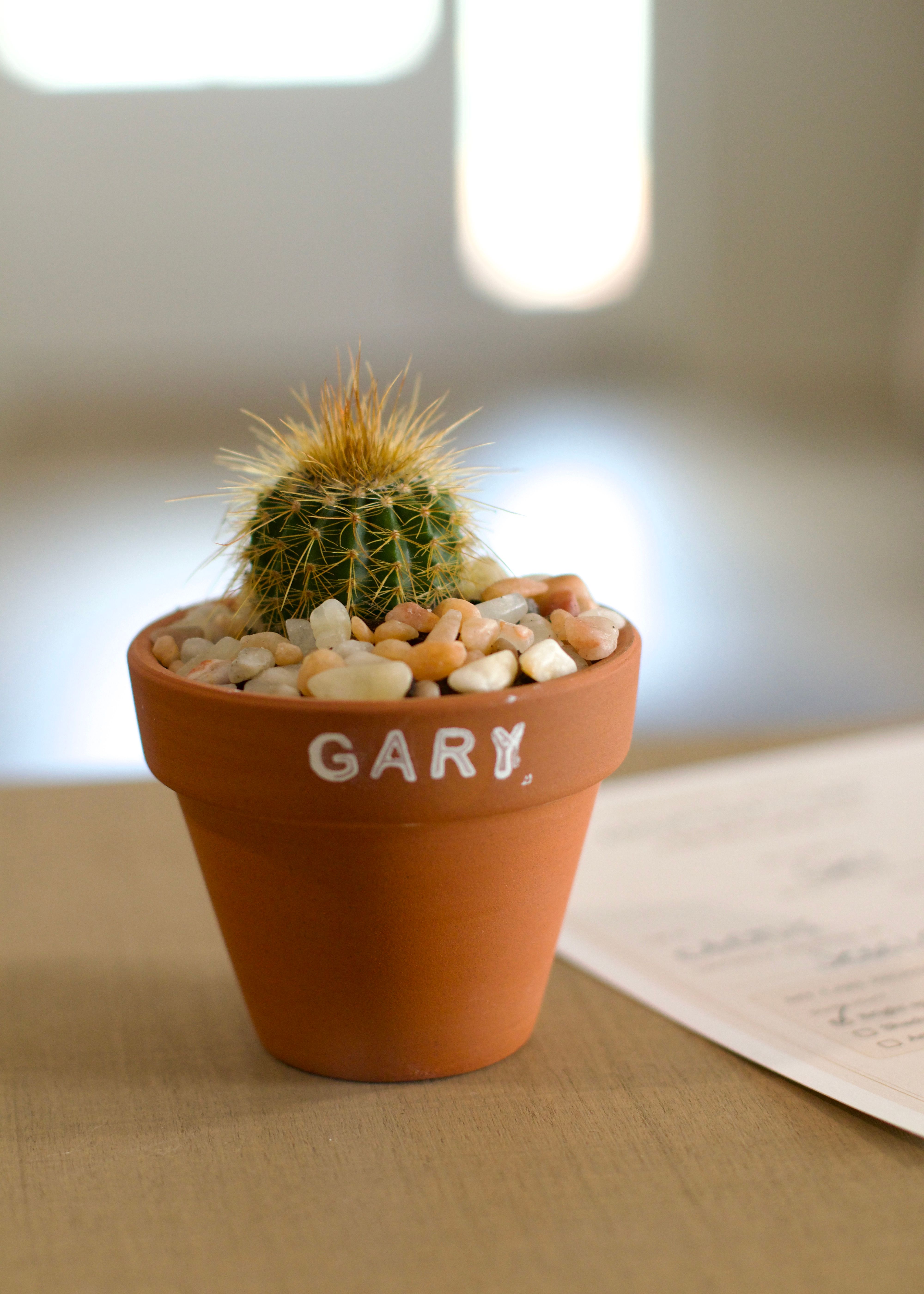 How to Name a Houseplant (and Why It Helps It Thrive)