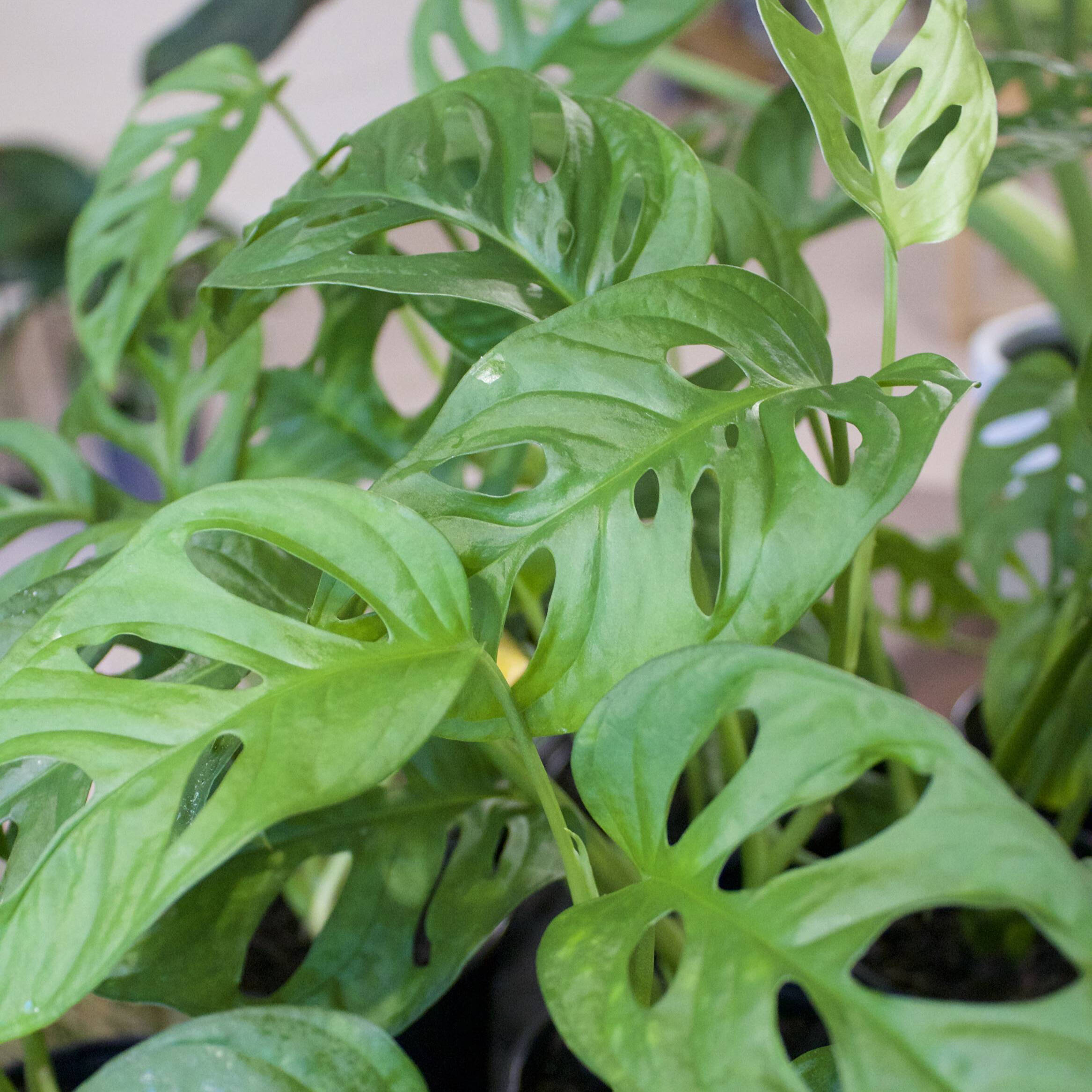 Debunking 3 Plant Care Myths