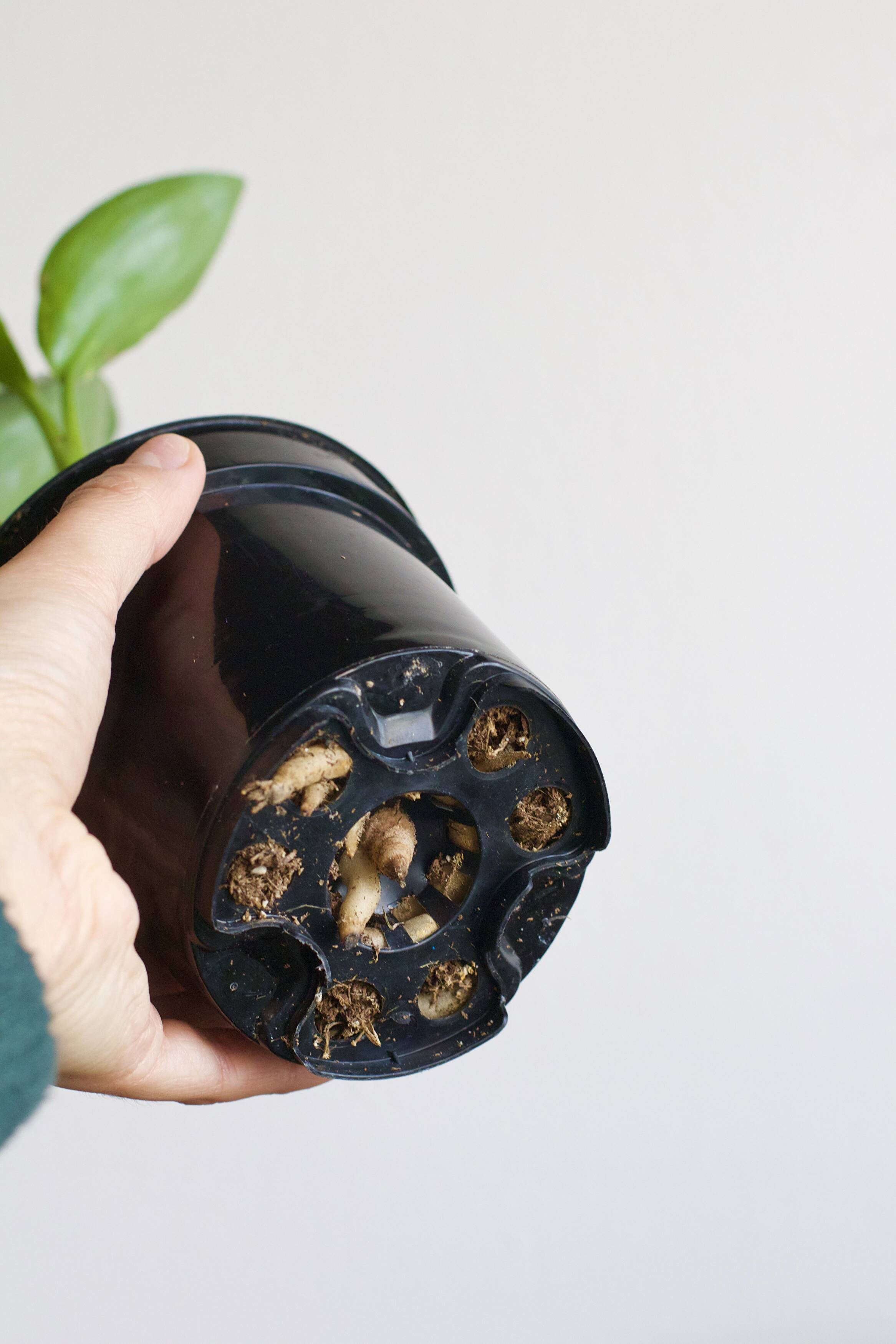 Complete Guide to Repotting Houseplants