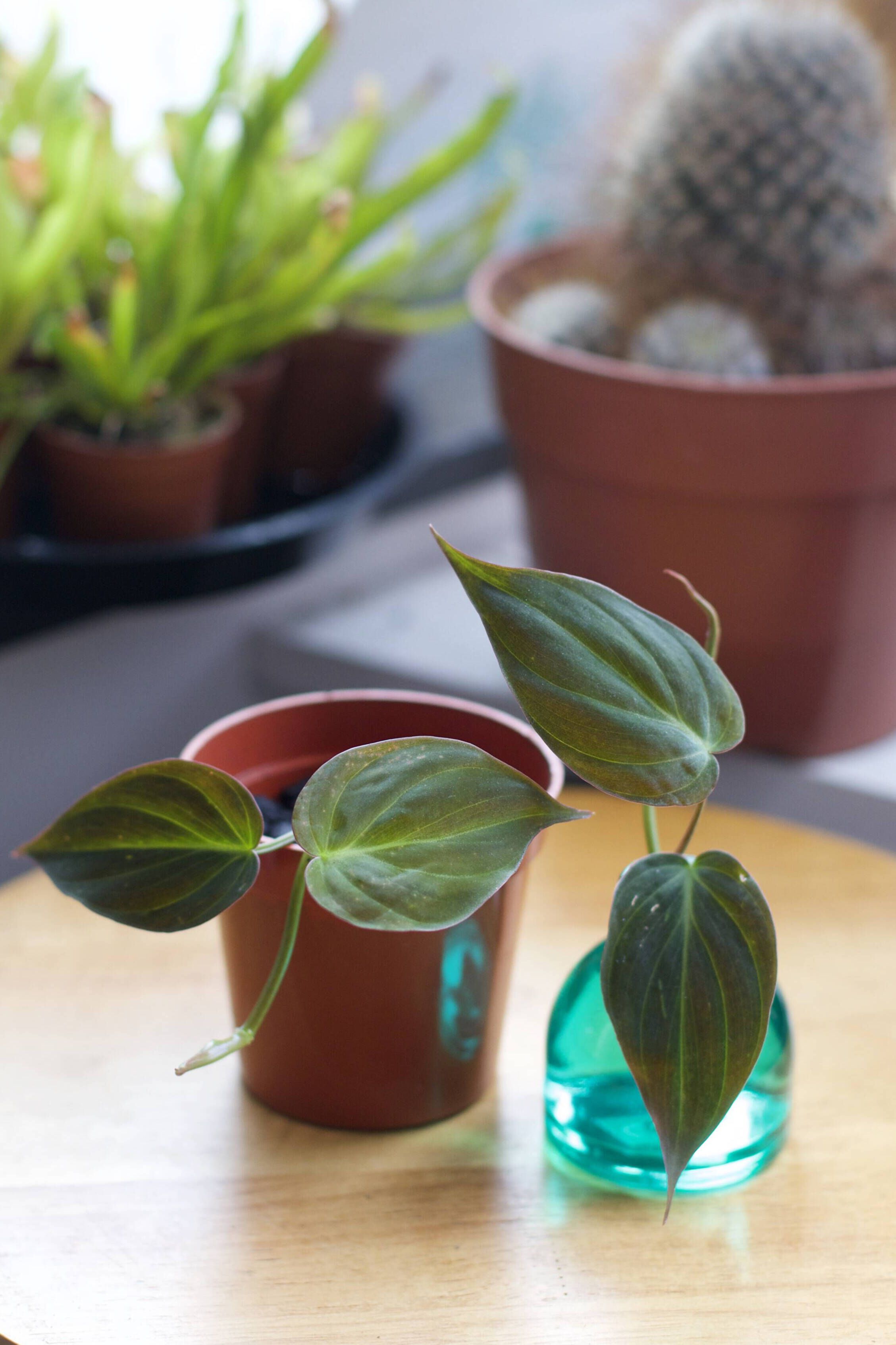 Water vs. Soil Propagation Method