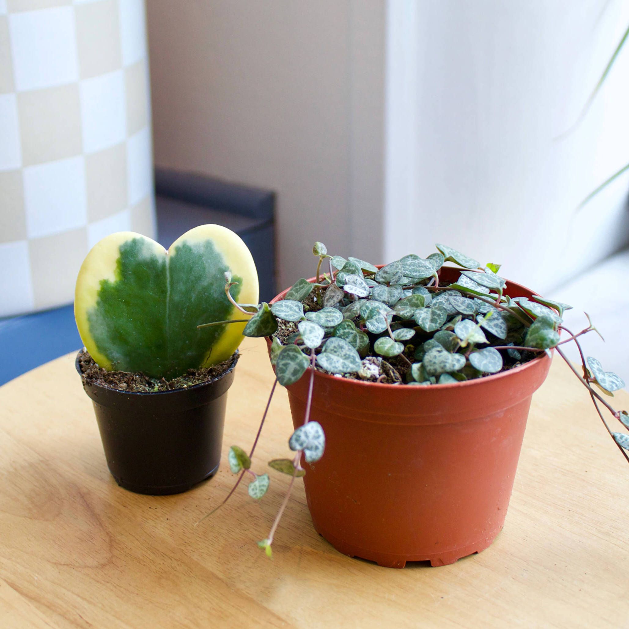 The Complete Guide to Valentine's Day Plants