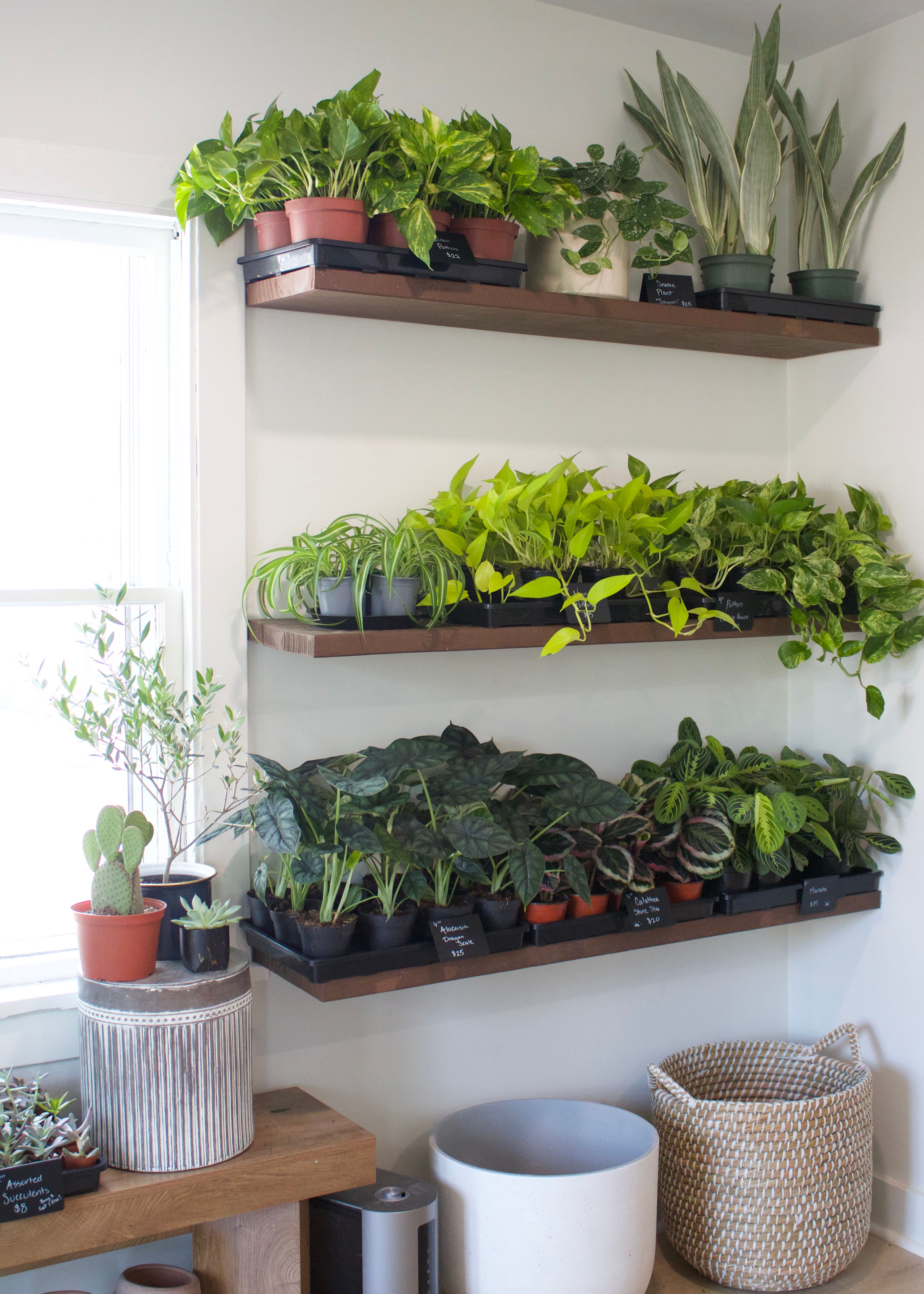 The Plant Care Toolkit: What's Actually Worth Buying