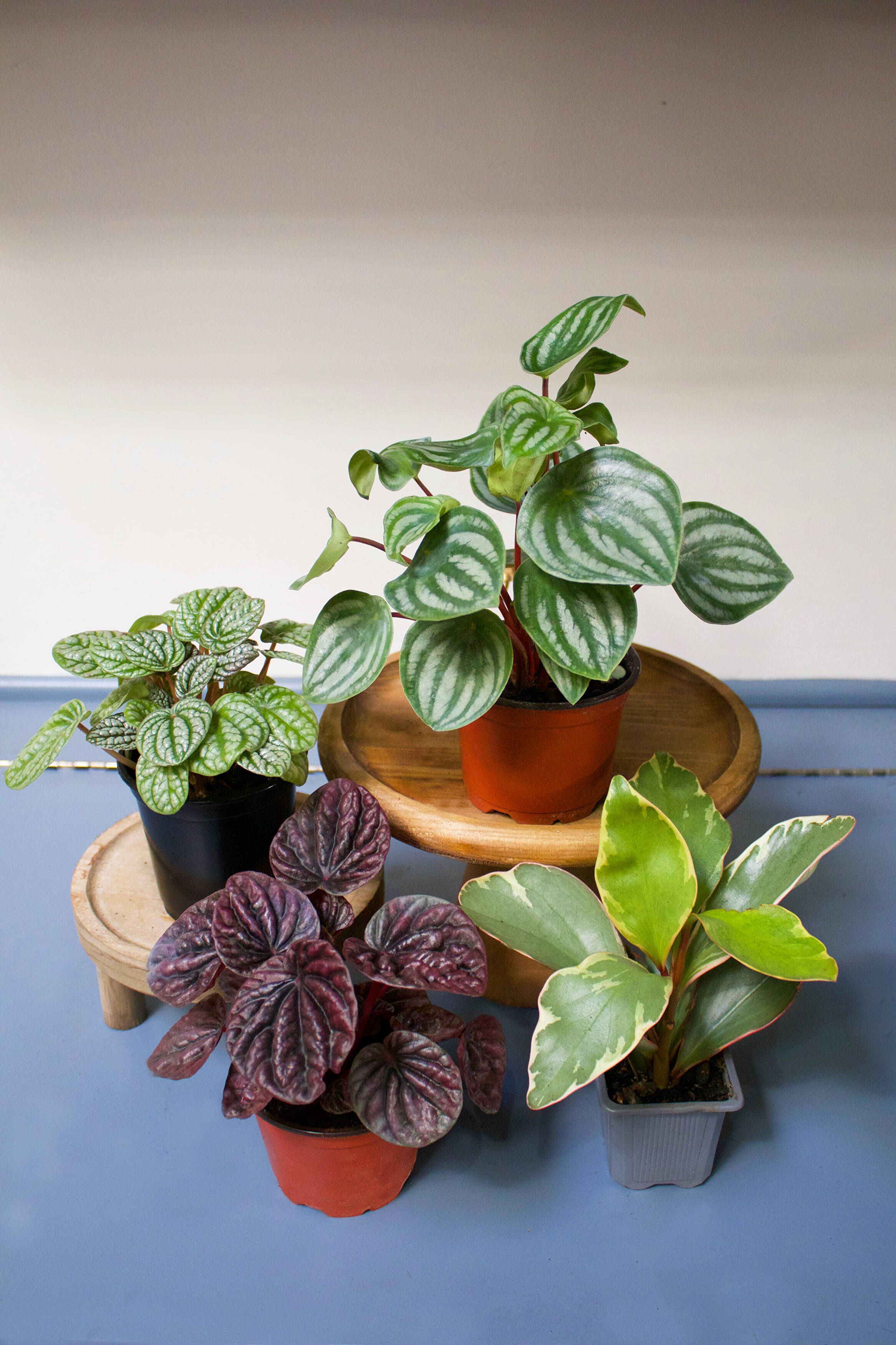 Caring for Your Peperomias