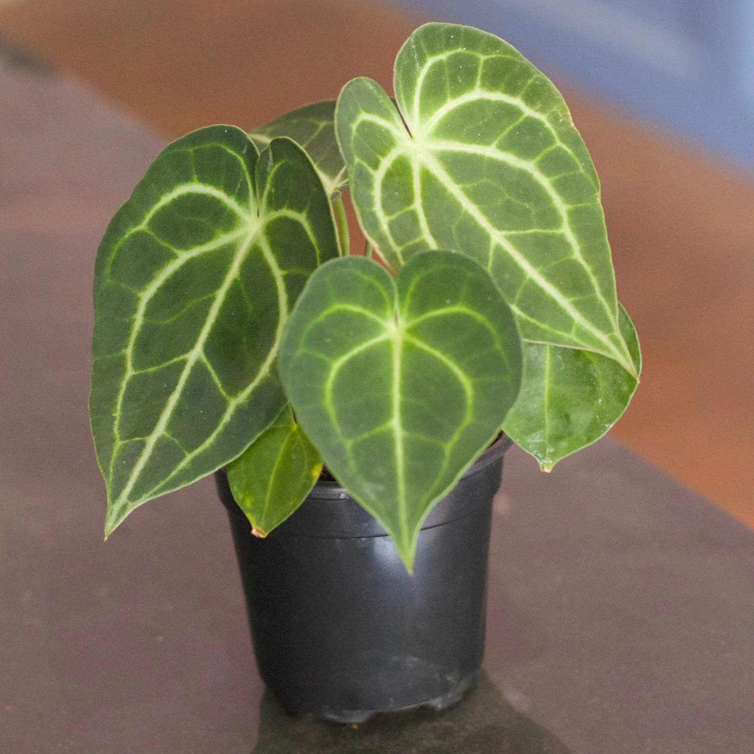 Caring for Your Anthuriums