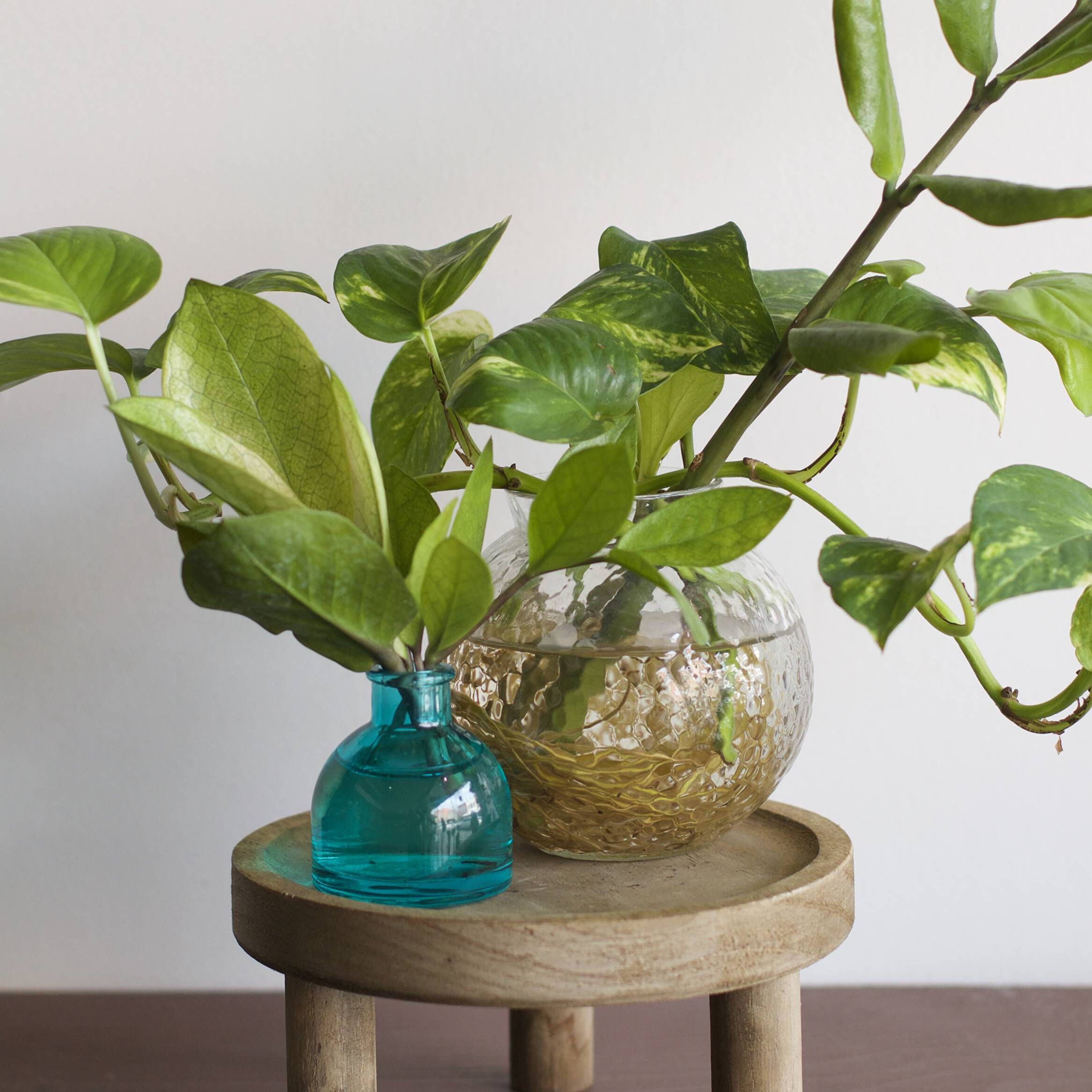 Plant Propagation for Beginners