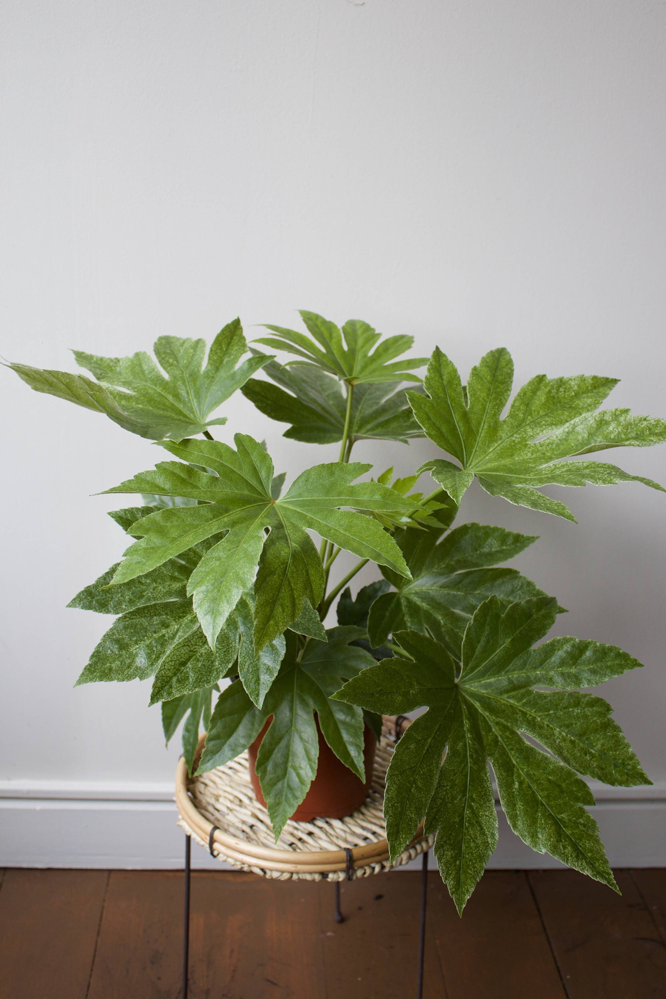 Caring for Your Fatsias