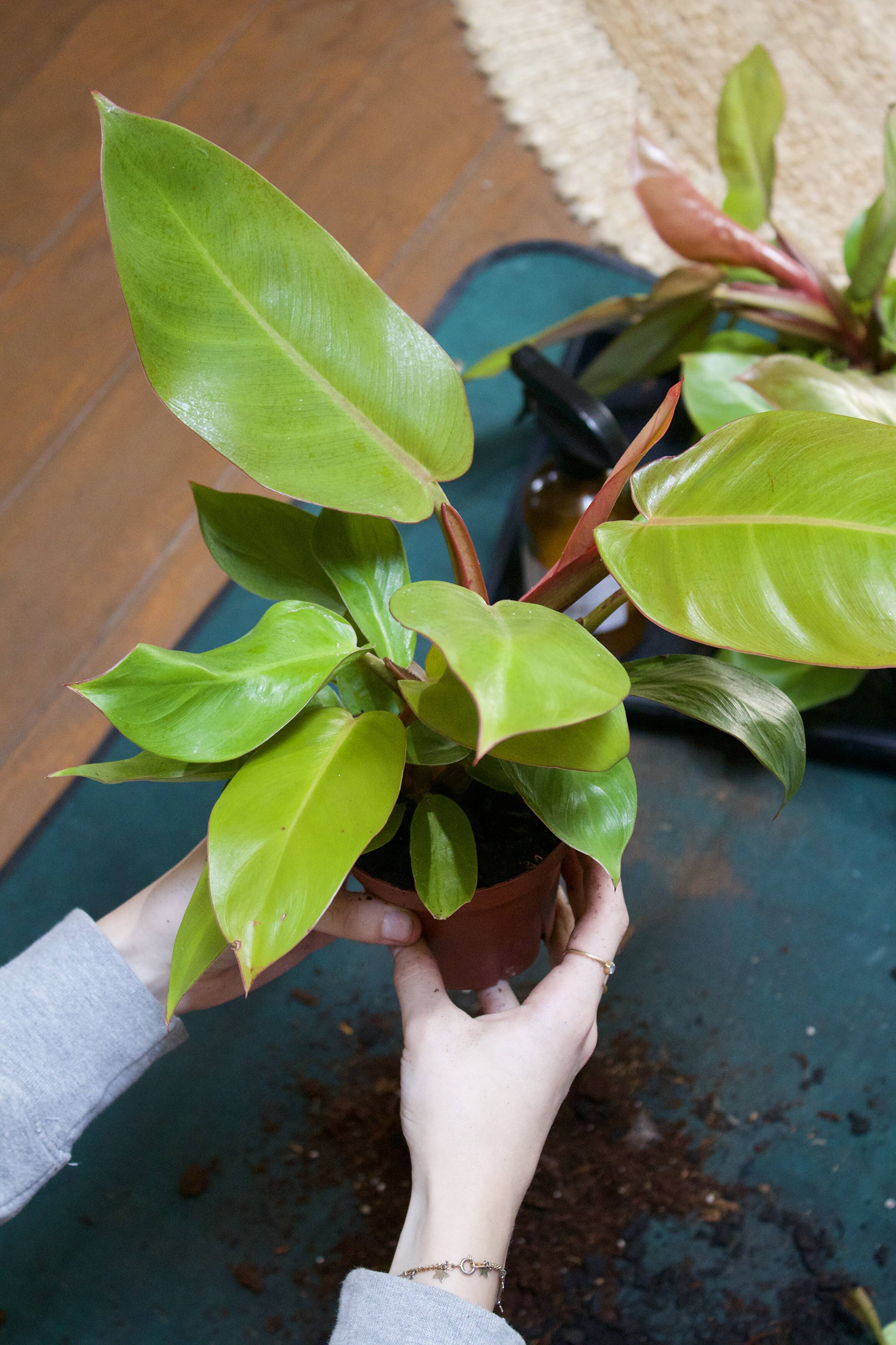 Is It Time to Repot Your Plant?