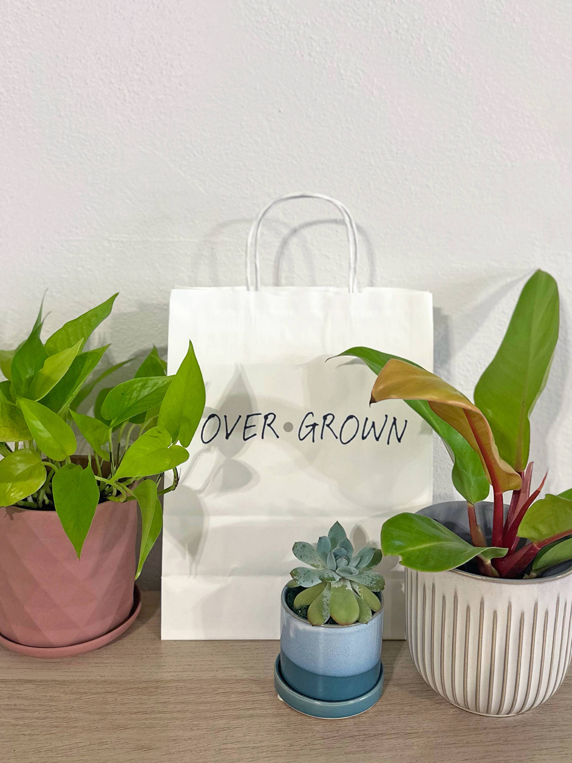 Introducing Our Plant Subscription Boxes