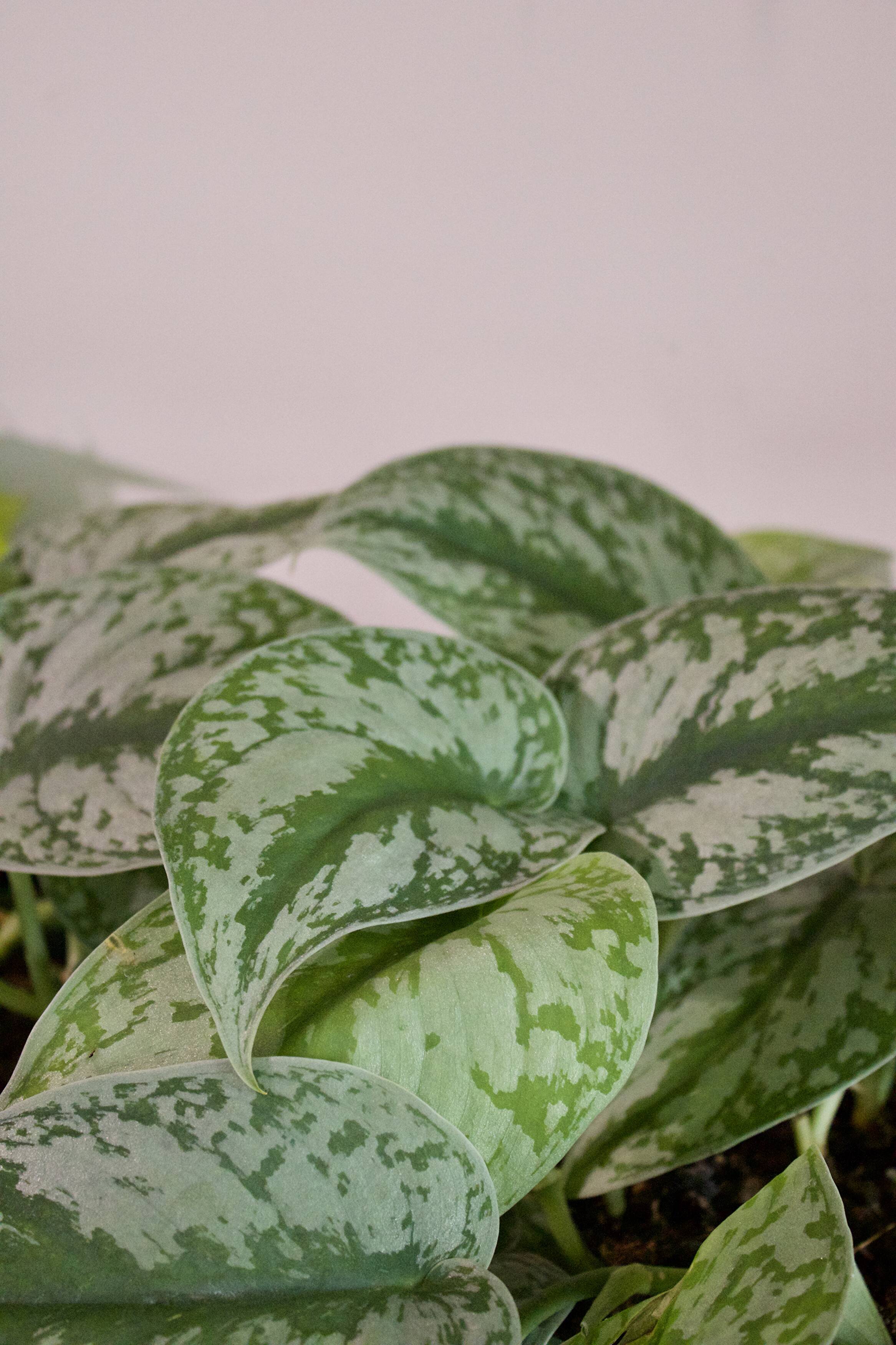 Caring for Your Scindapsus