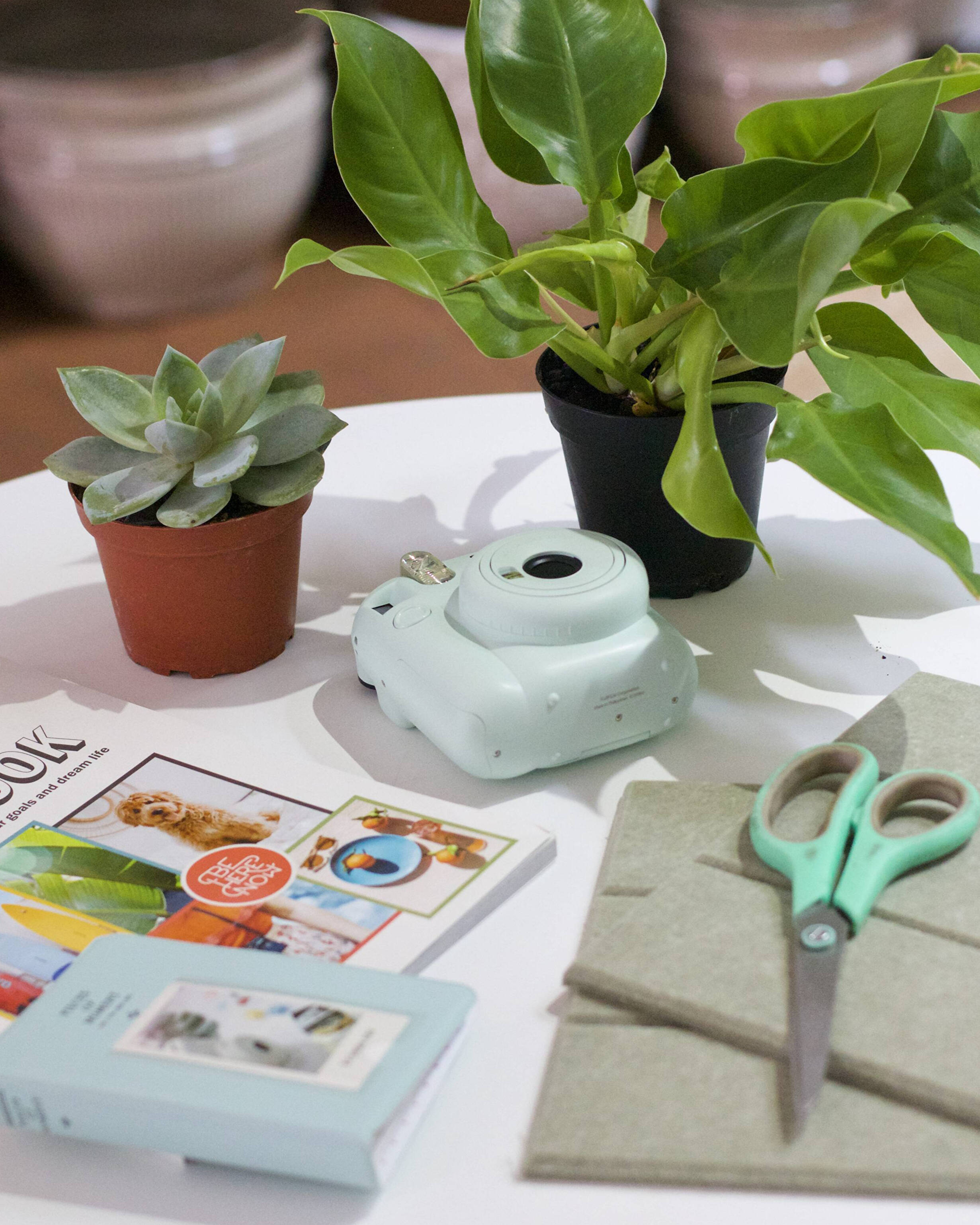 How to Create a Plant Care Vision Board