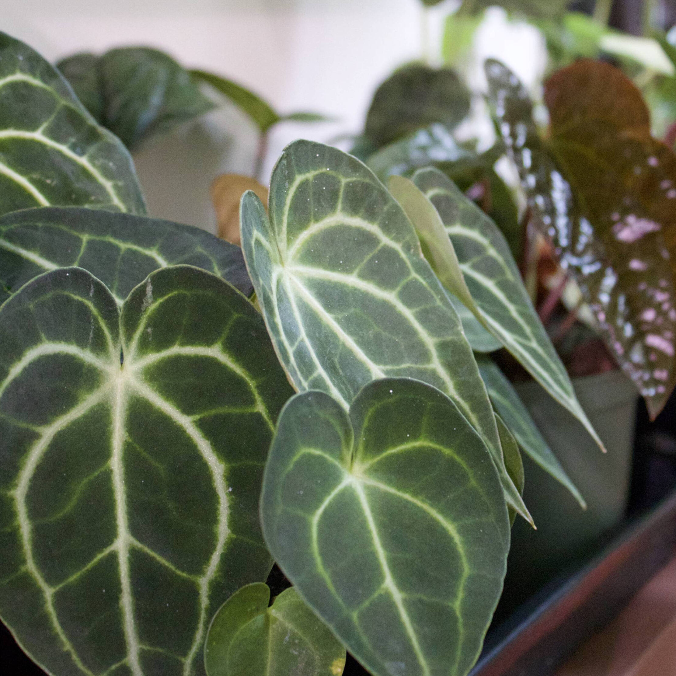 Rare Houseplants Worth the Hype