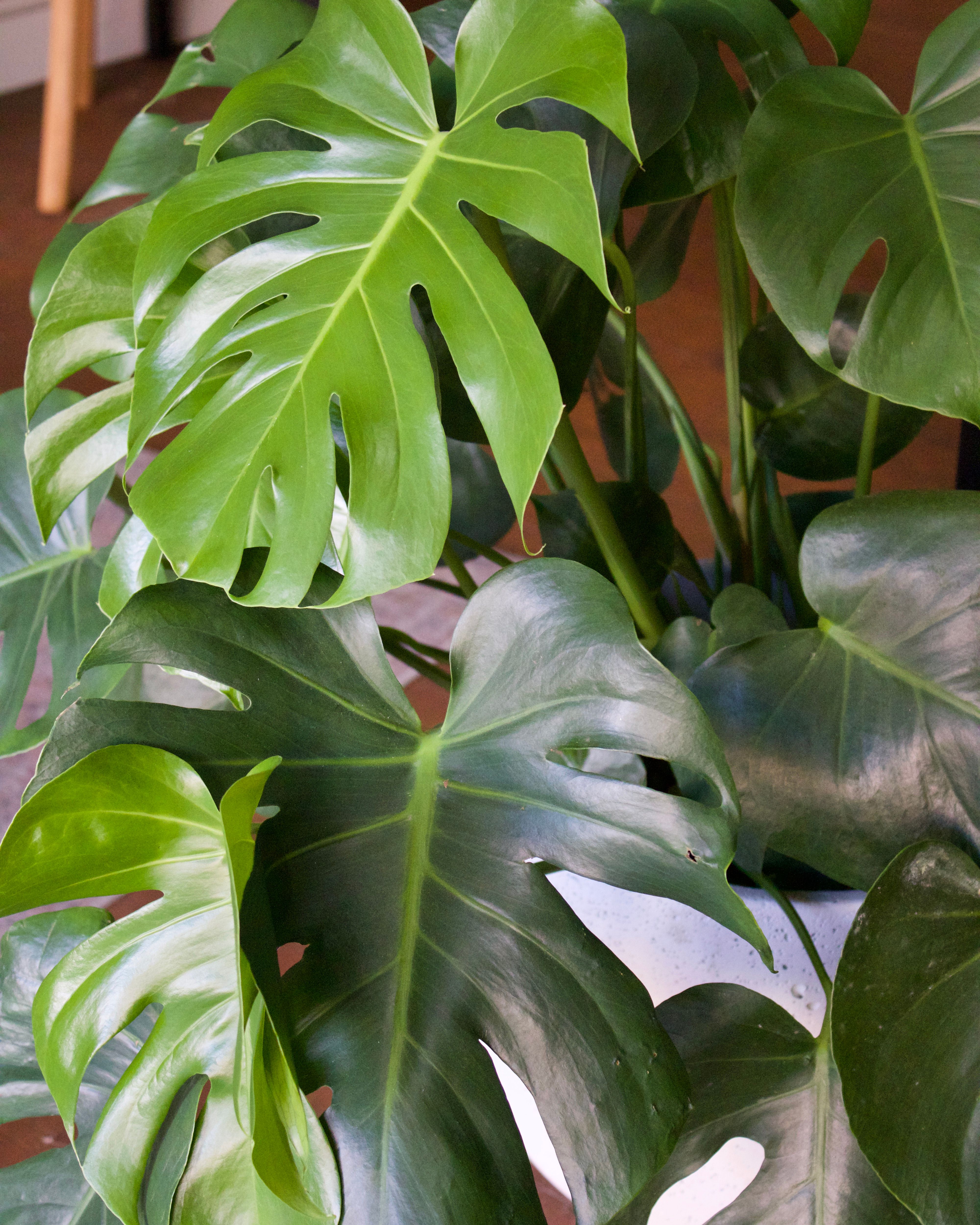 Your Summer Plant Survival Guide for Central Ohio Homes