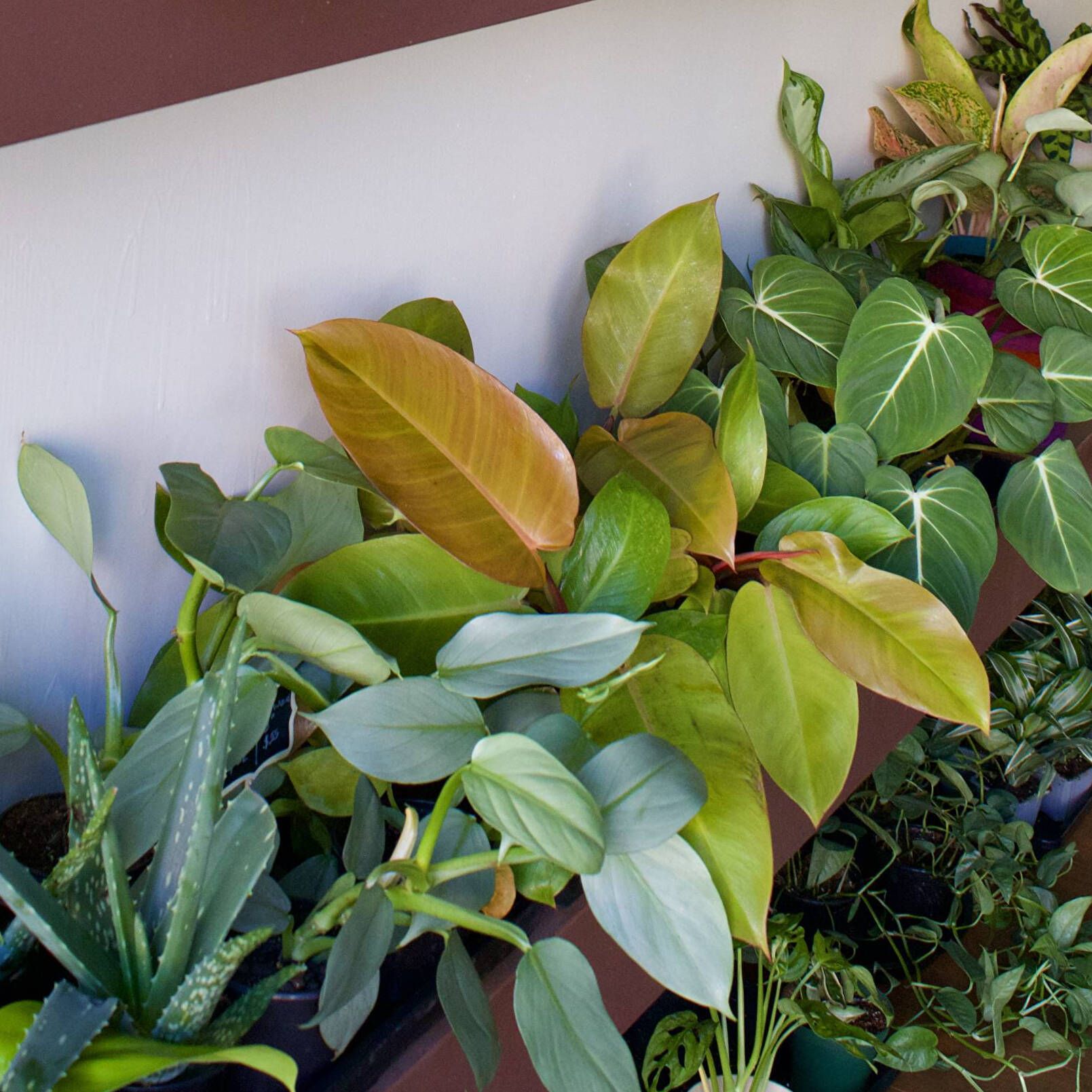 5 Things Every Beginner Plant Parent Should Know