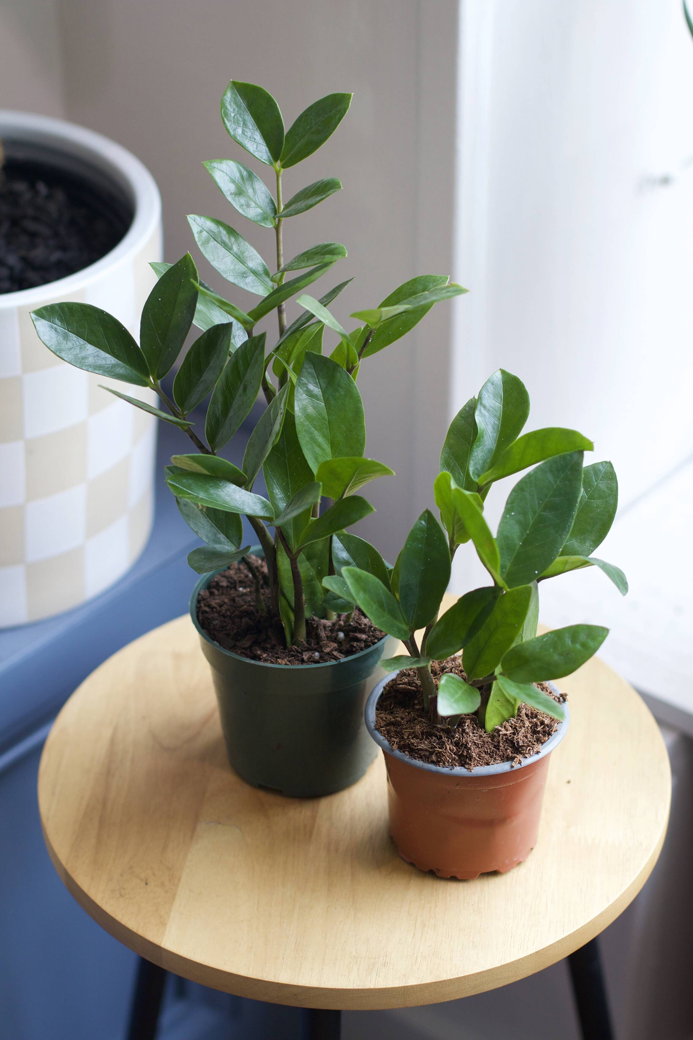 ZZ Plant Care Guide