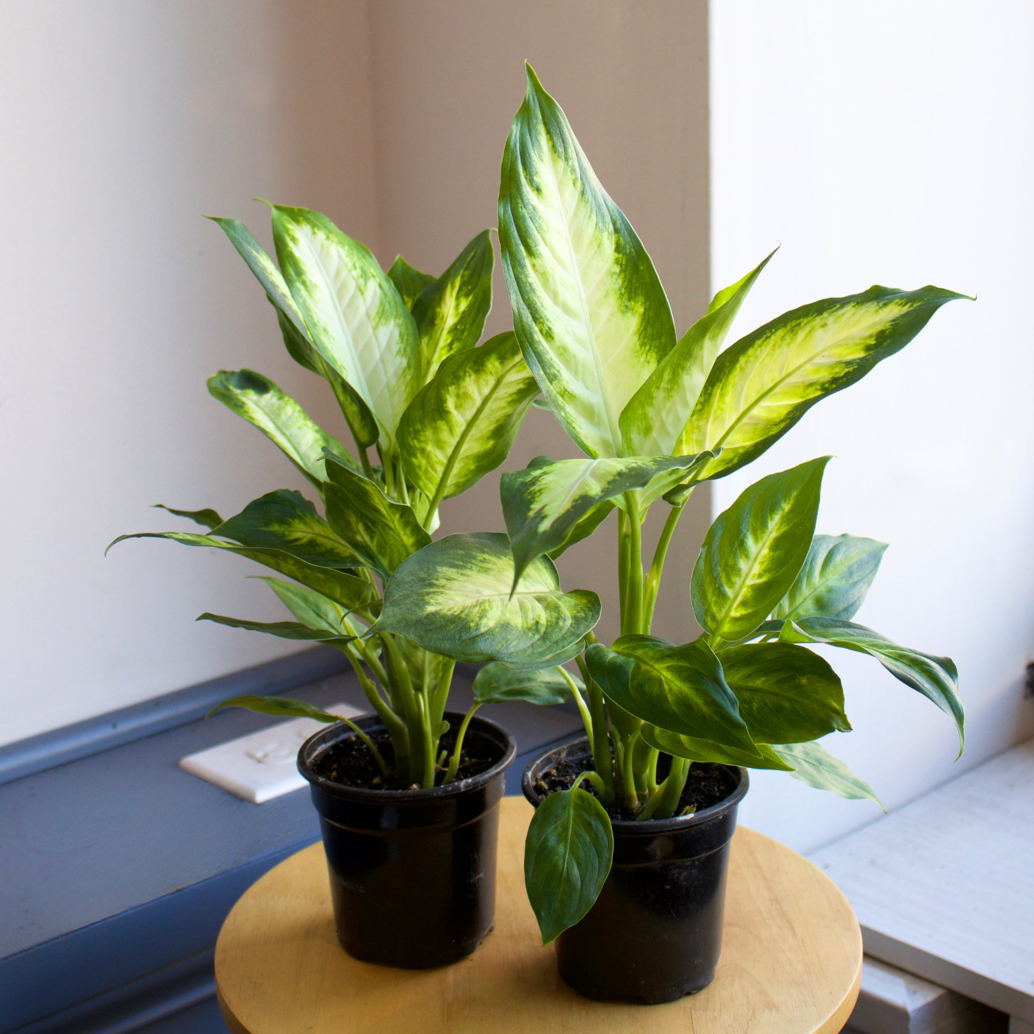 Caring for Your Dieffenbachia