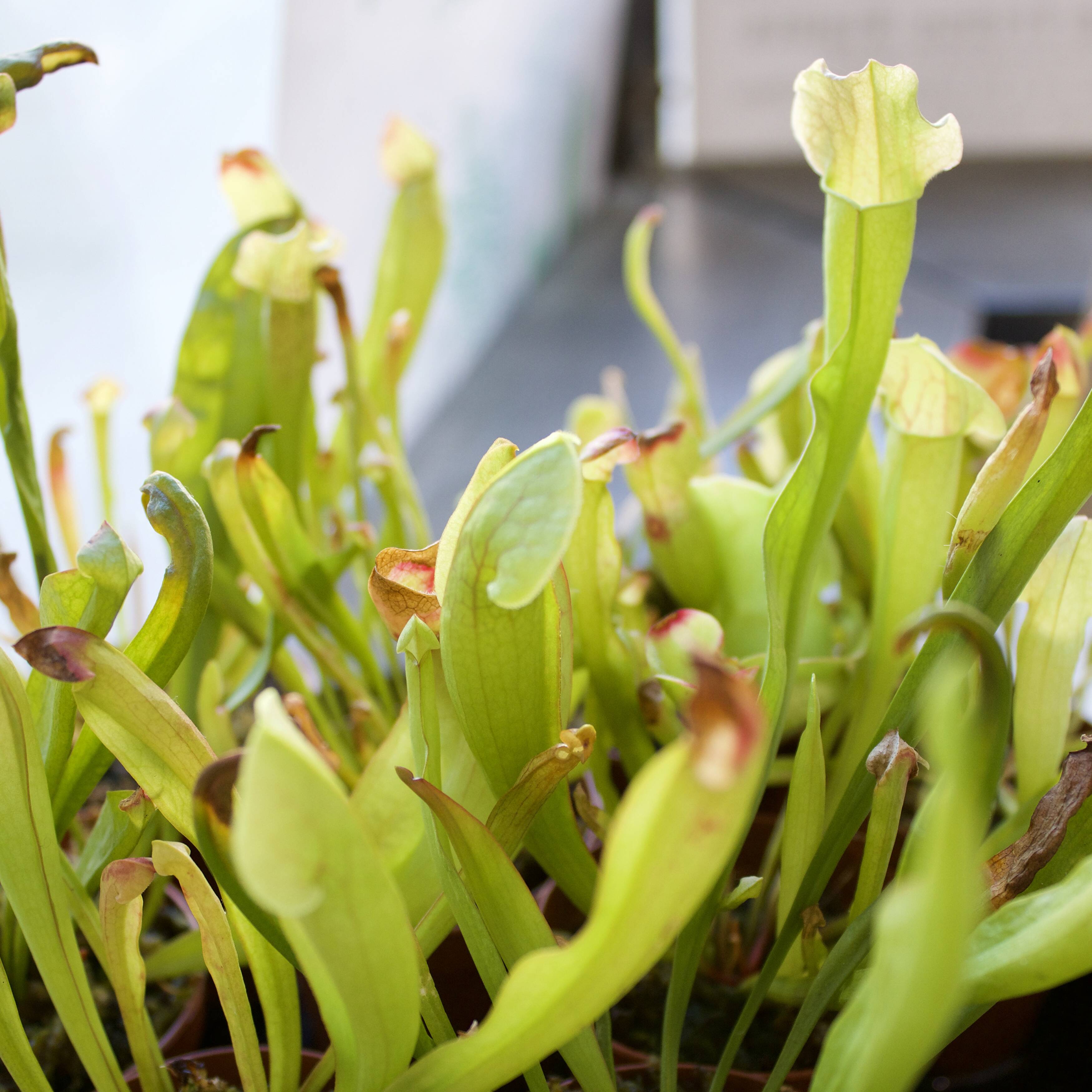 Caring for Your Carnivorous Plants