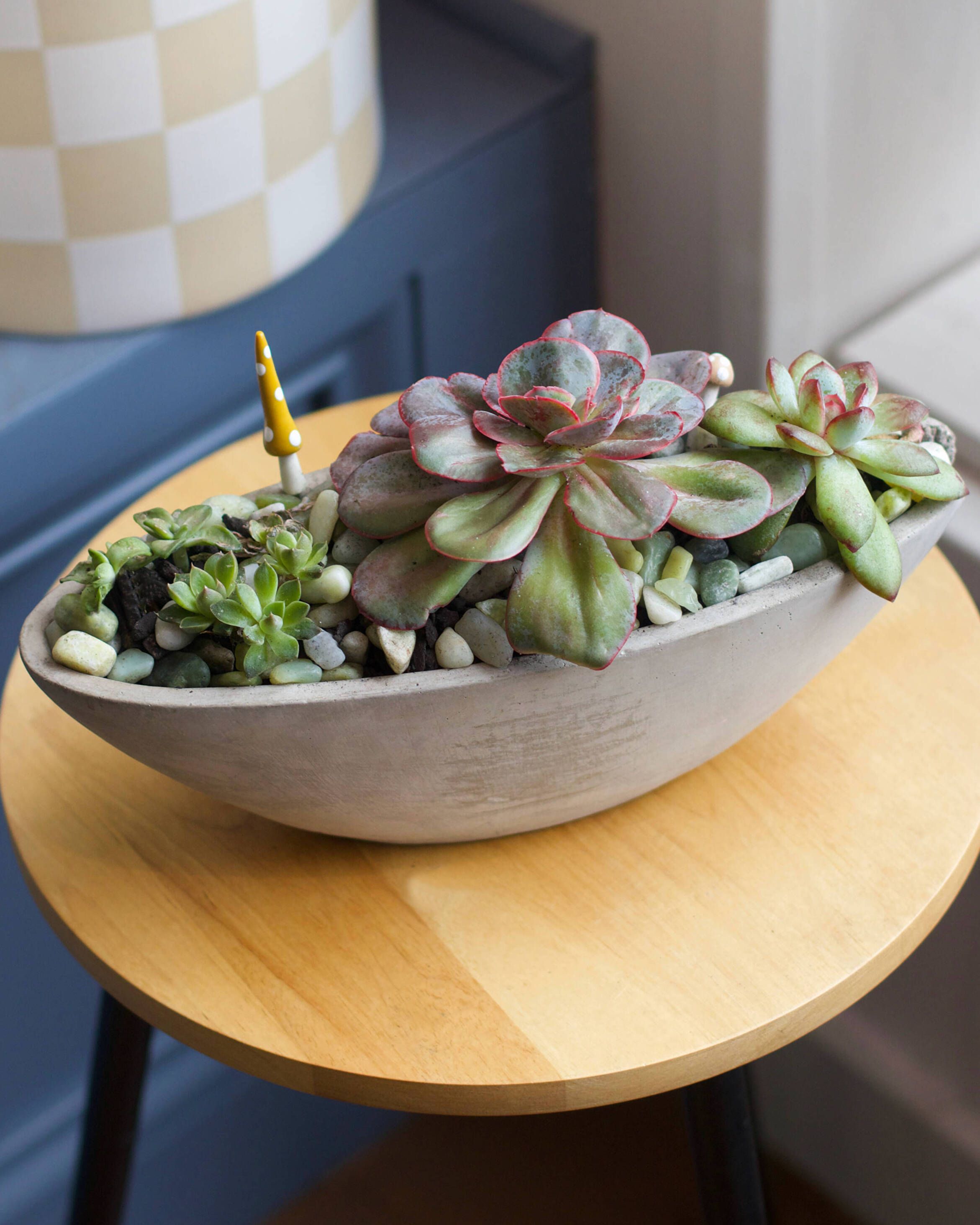 How to Create a Plant Care Altar