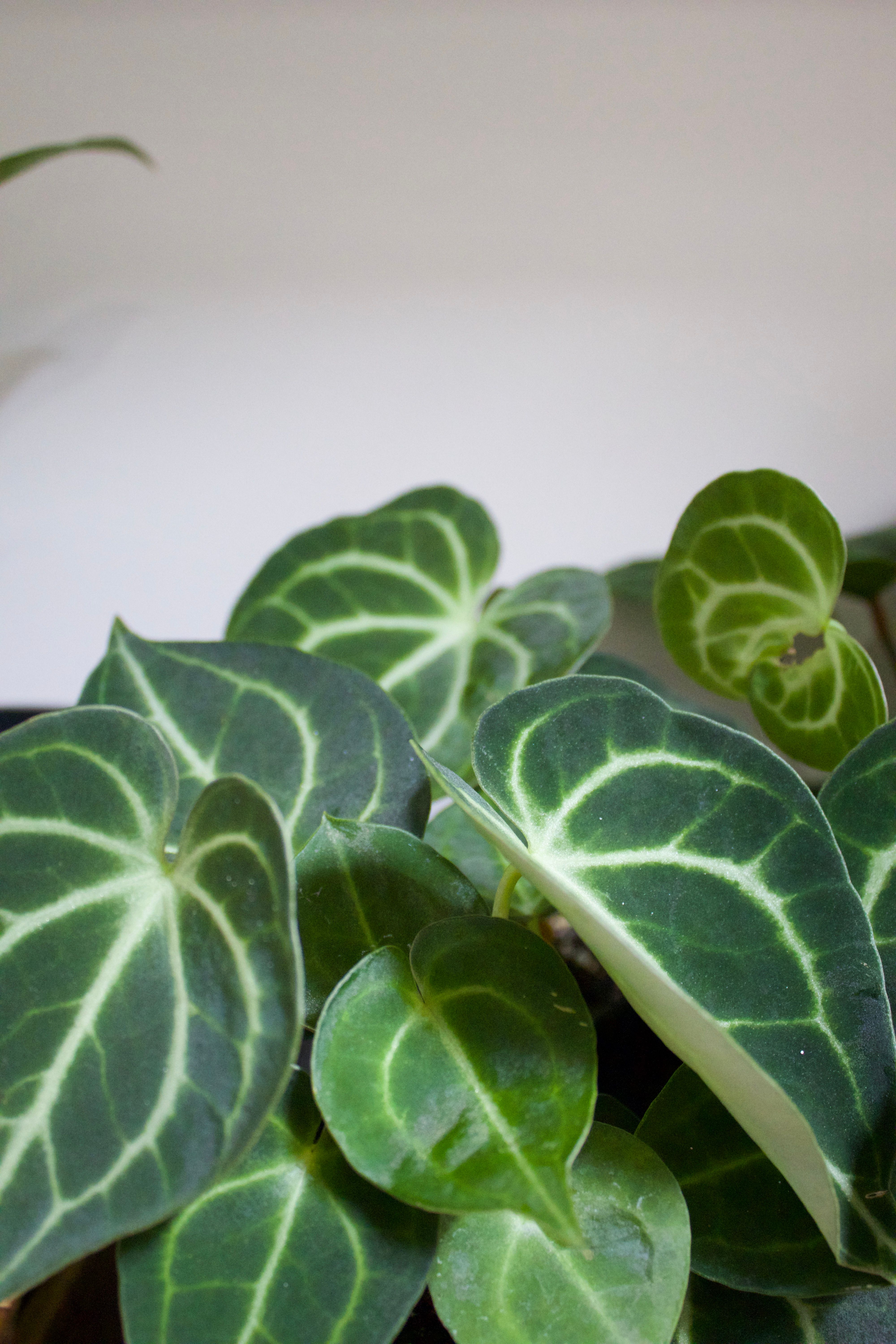 What Makes a Plant Rare? And Does It Actually Matter?
